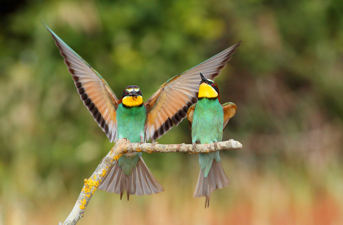 bee-eaters