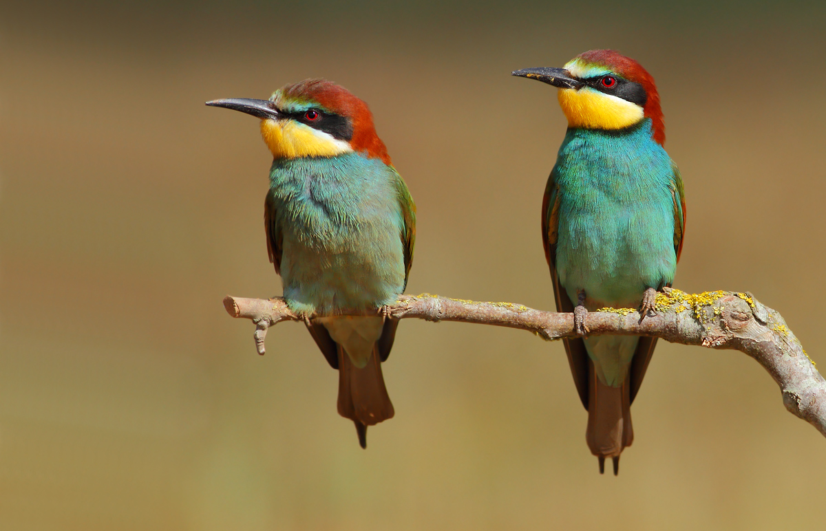 bee-eaters