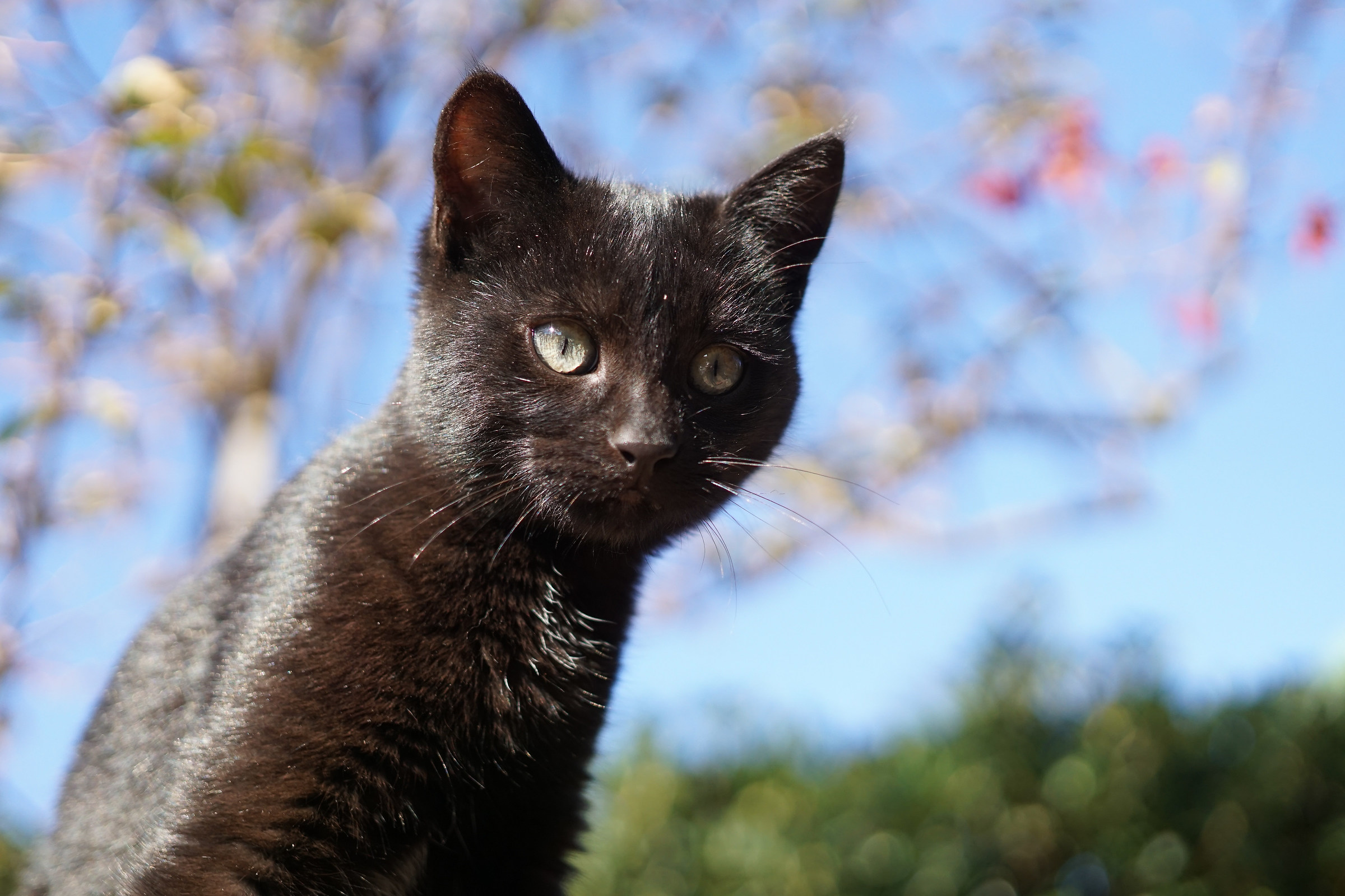 The cat on the roof ...