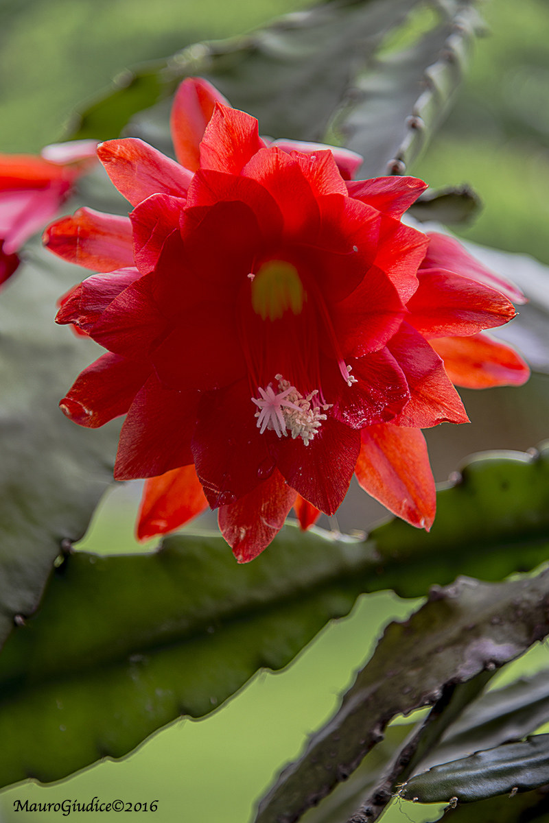 fiore rosso pianta grassa