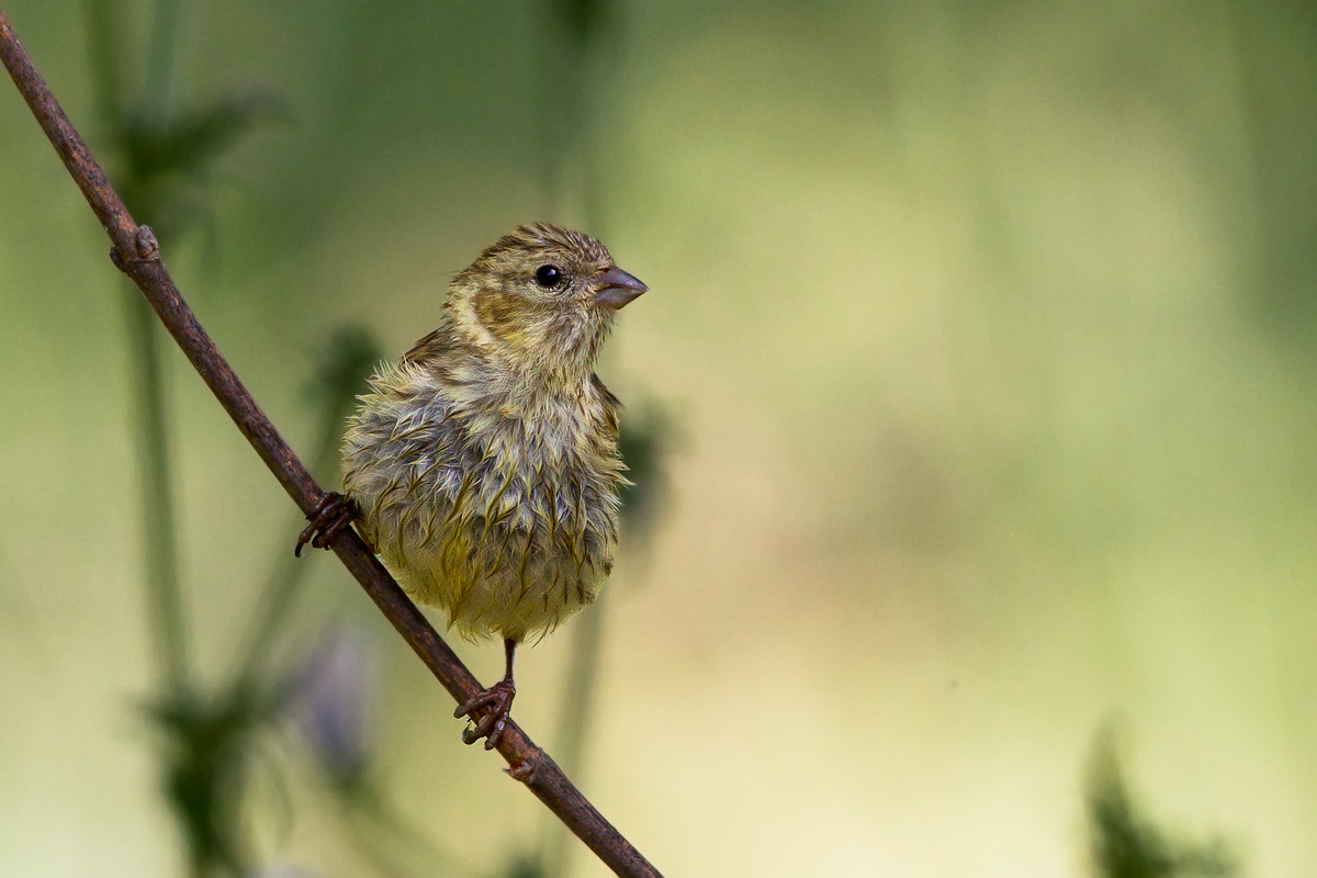 Verzellino - Canon 7D - Canon EF 500mm f/4.5 L USM