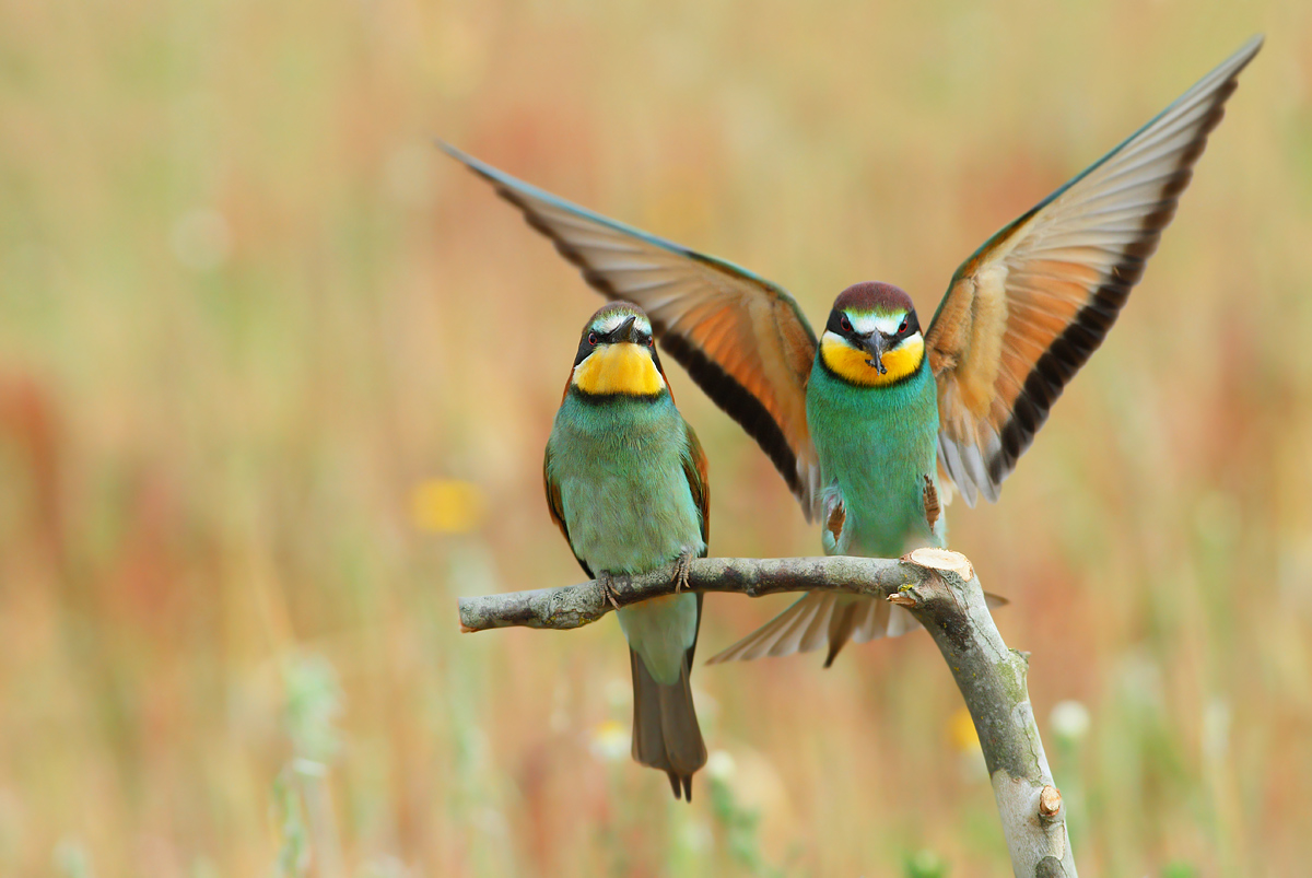 bee-eaters