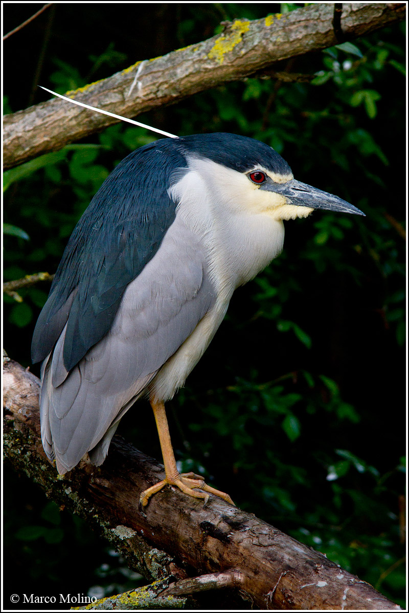Nycticorax nycticorax - Nitticora