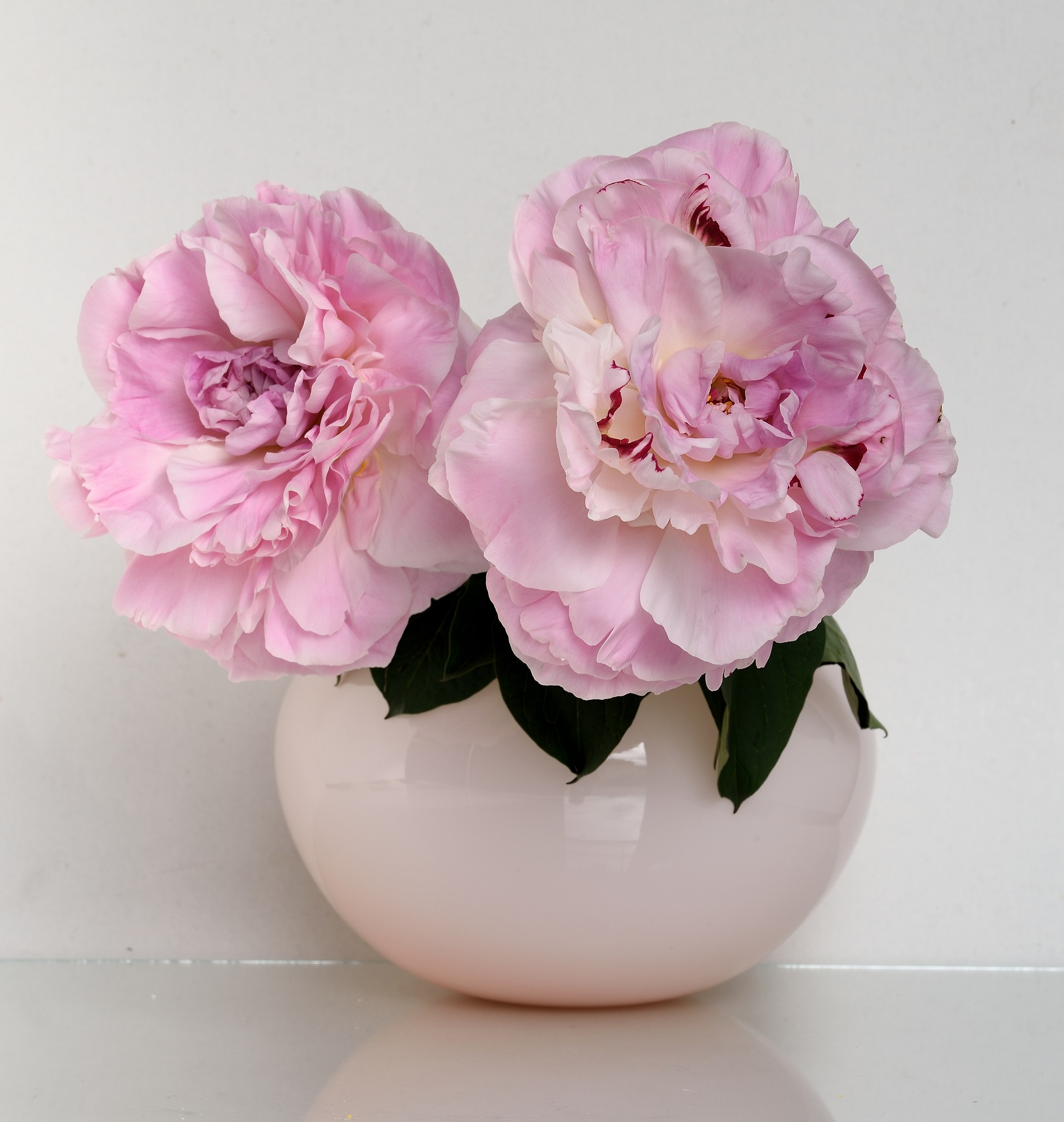 pink peony