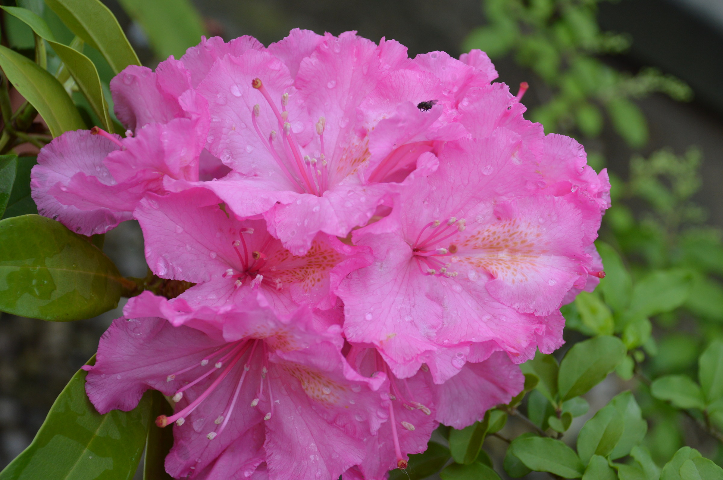 rhododendron