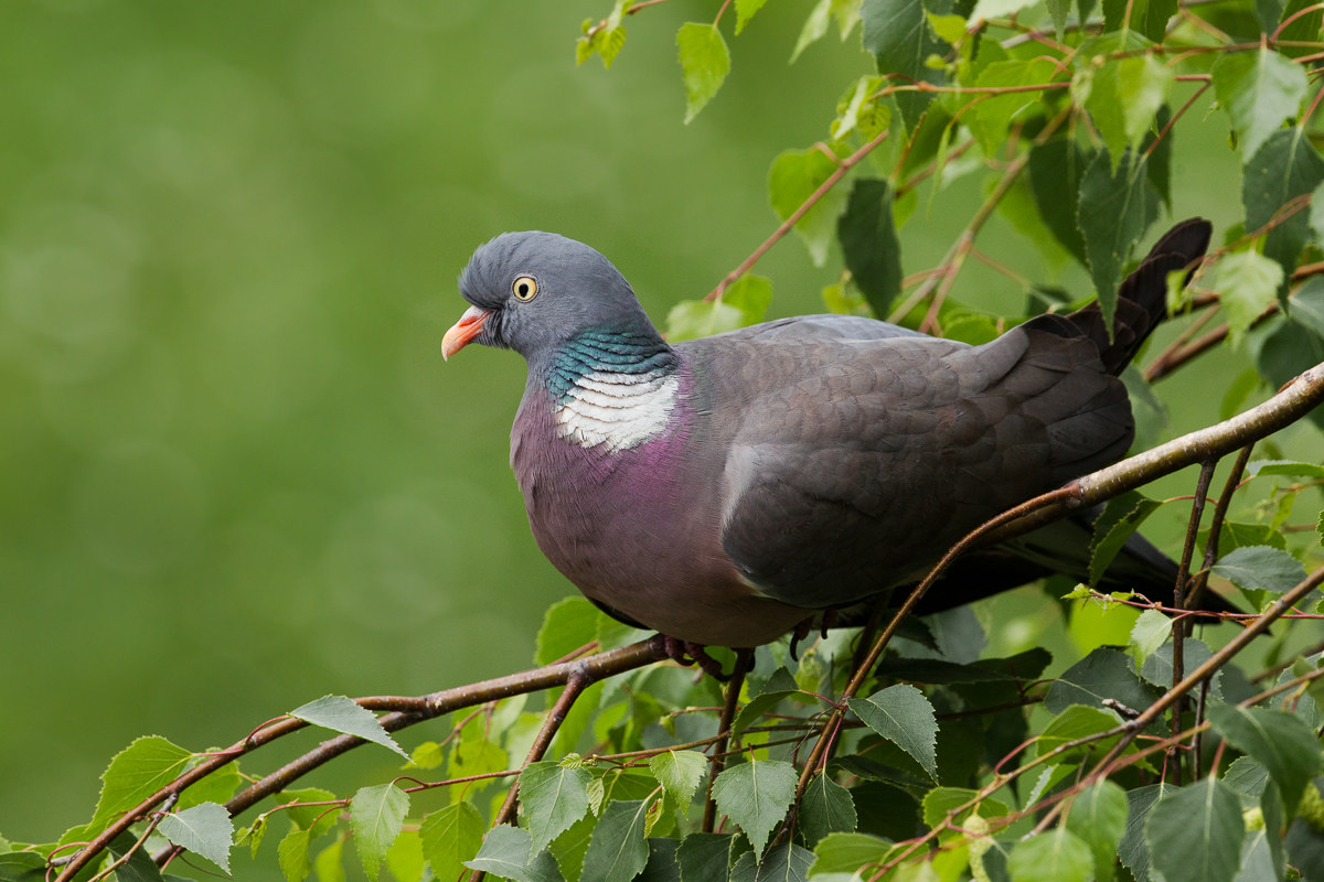 Wood pigeon (Columba palumbus) ...