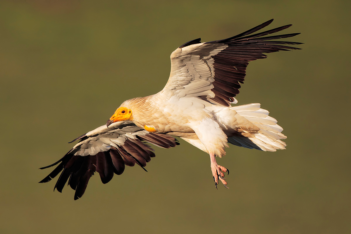 Egyptian vulture