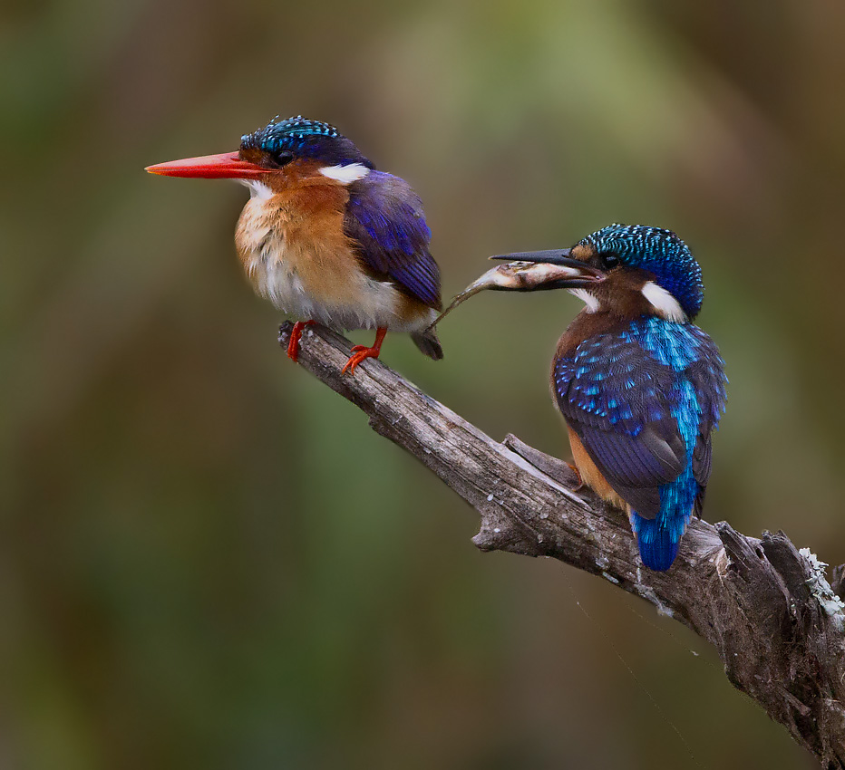 Malachite Kinfisher( Adult & Juvenile)