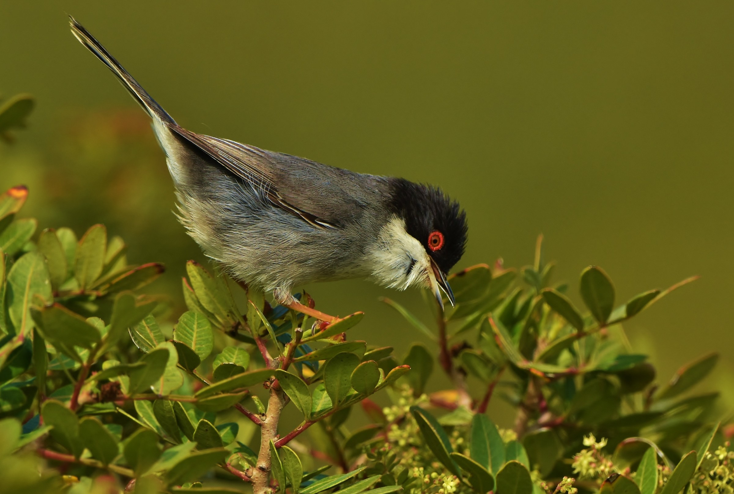 Warbler in singing