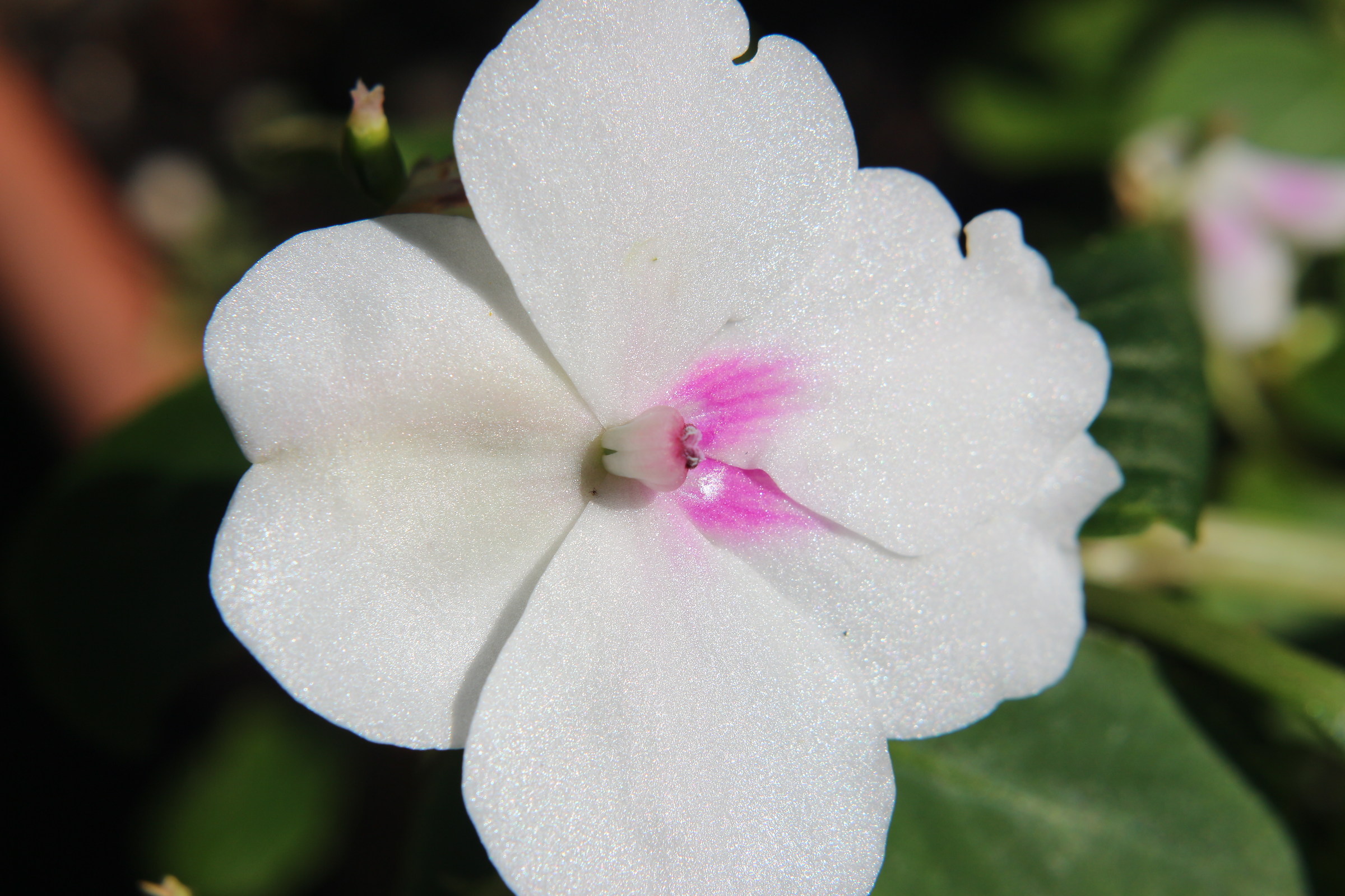 ... Retouching with the pink and the masterpiece is made.