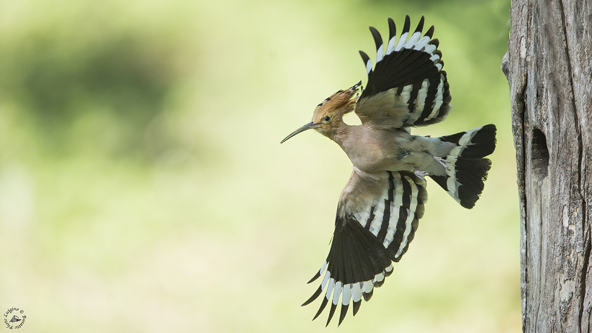Hoopoe