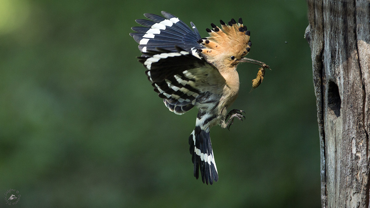 Hoopoe