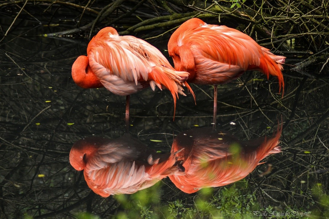 reflections flamingos