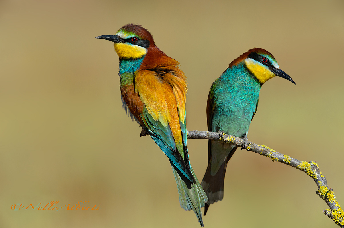 Gruccioni la coppia nessun ritaglio