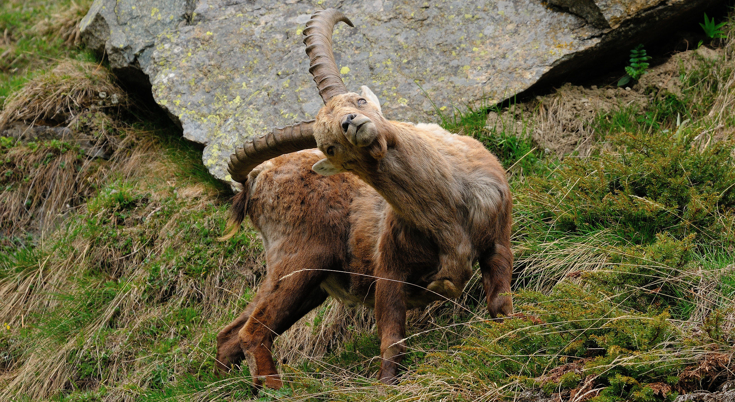 Stambecco...grattatina...