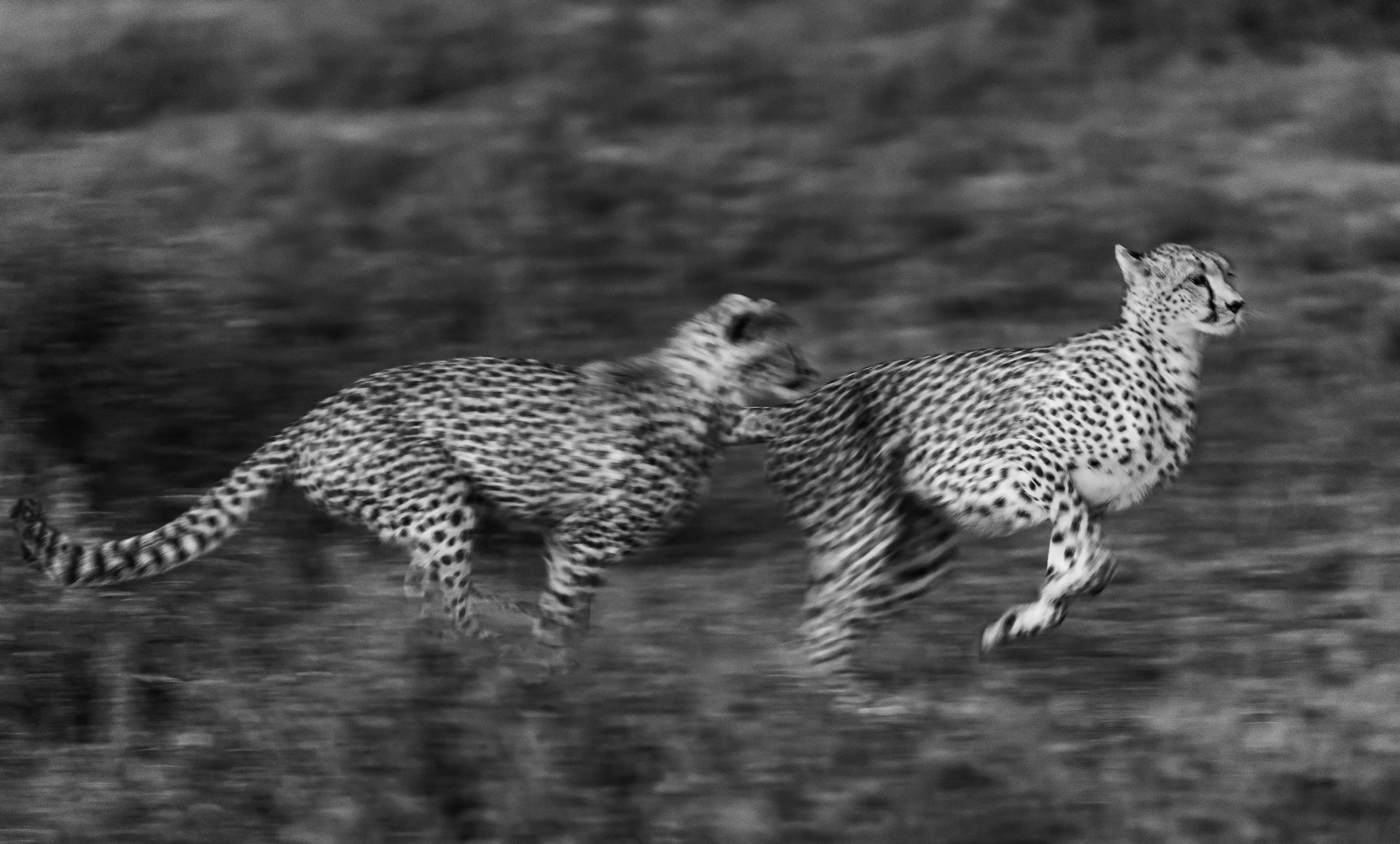 Tanzania 2016 - B&W