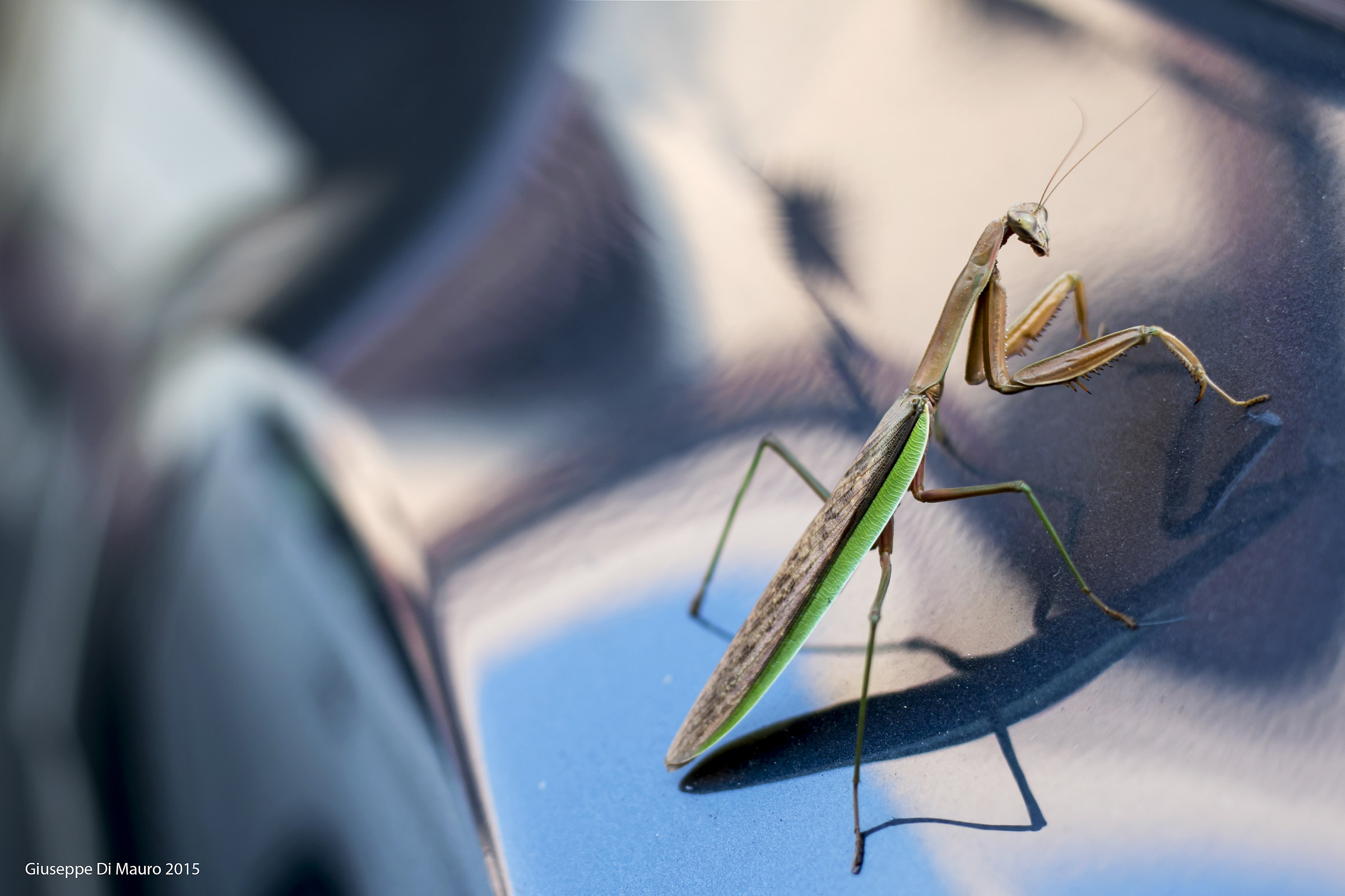 Mantite in New Jersey