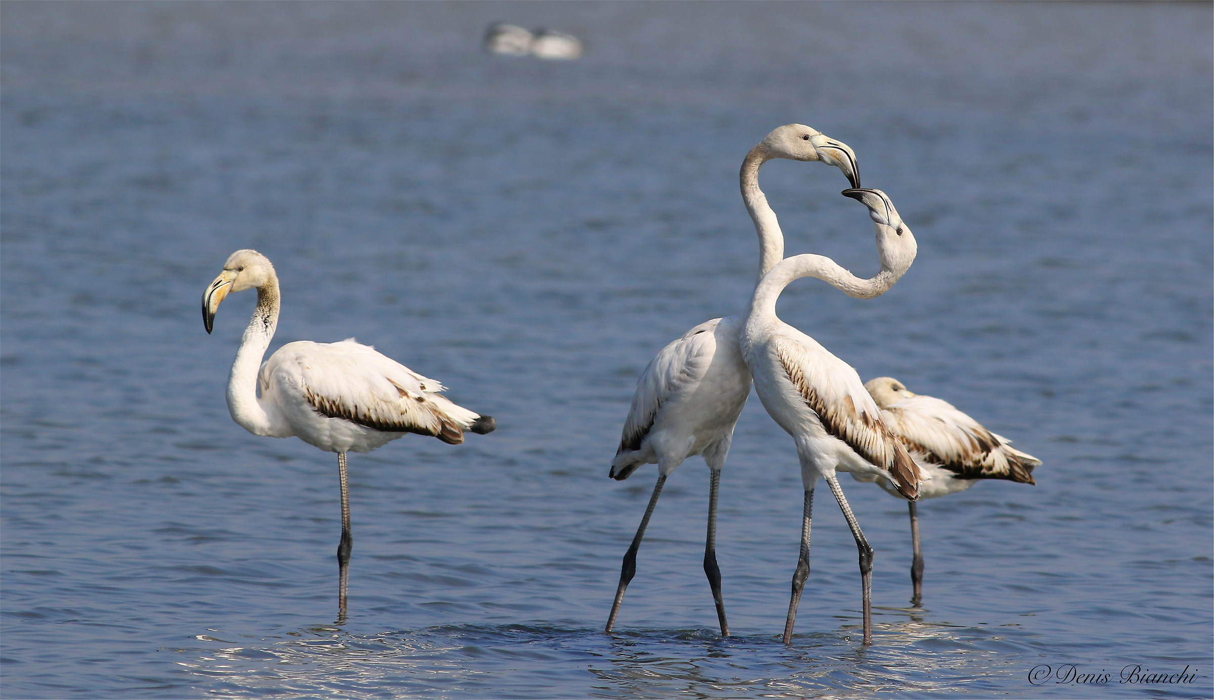 Pink flamingos juvenile