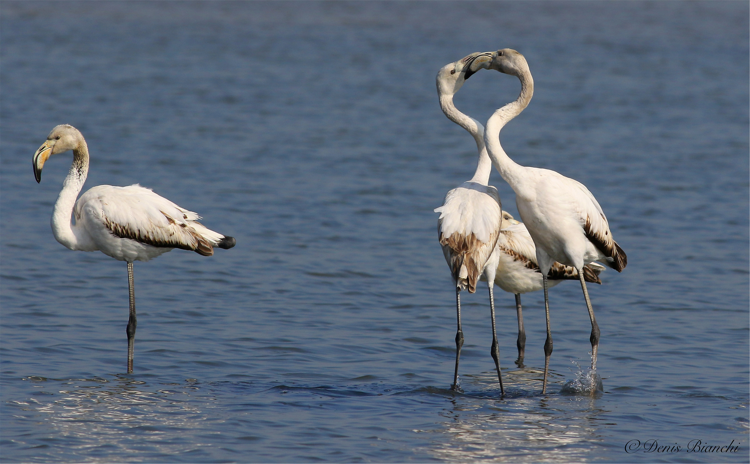 Pink flamingos juvenile