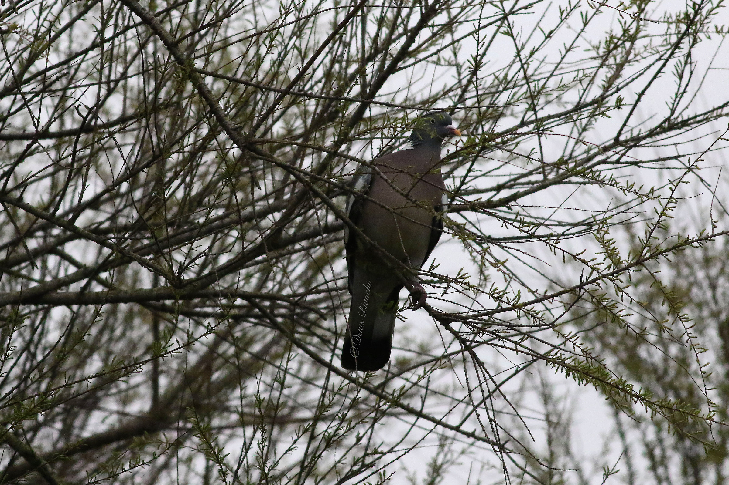 Colombaccio sorpreso all'alba tra i rami