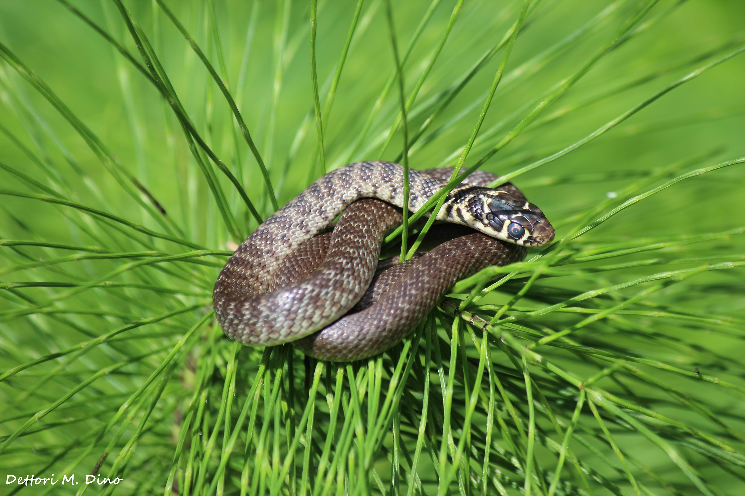 finalmente un po di osole