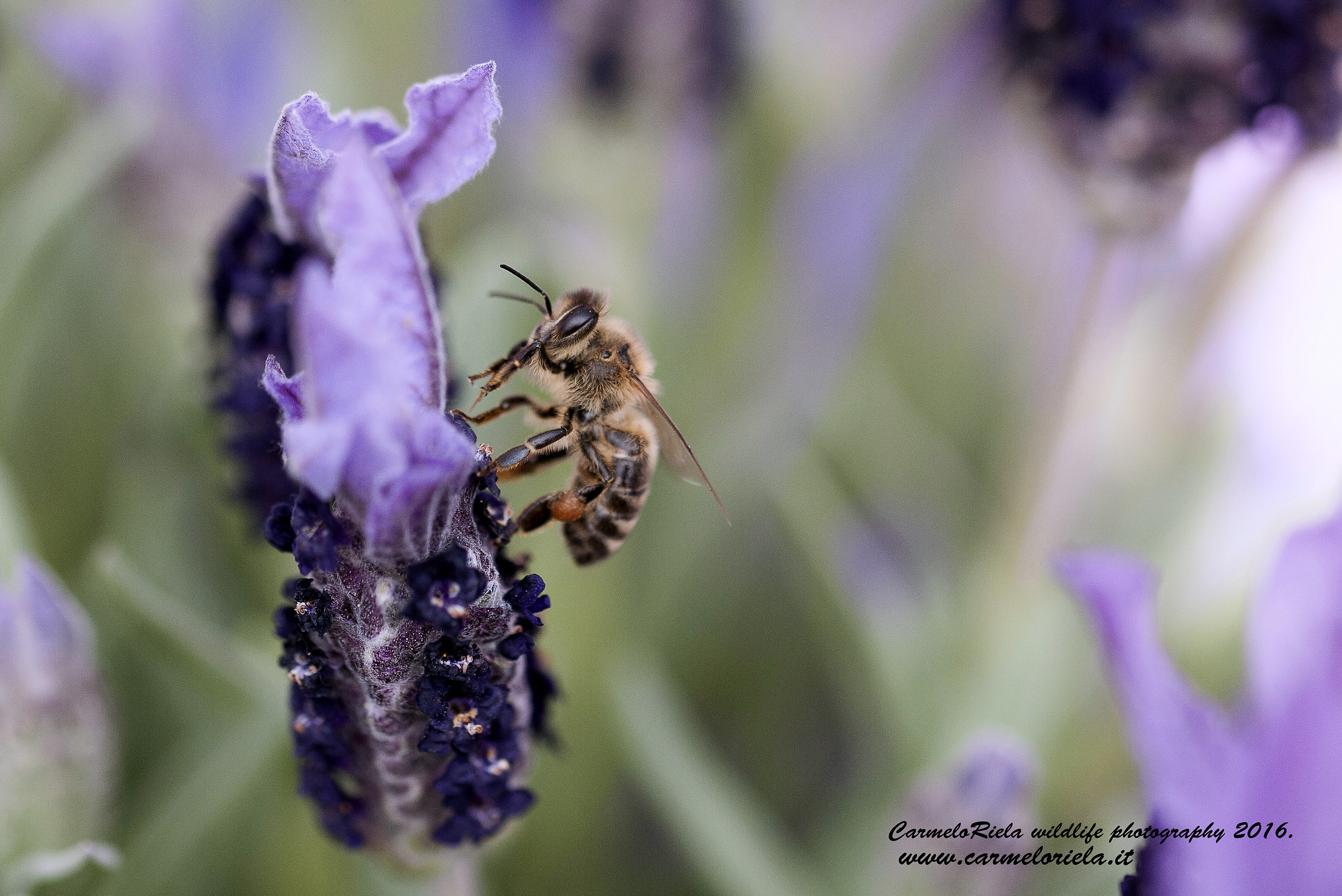 Ape da Miele,su fiore di Lavanda.