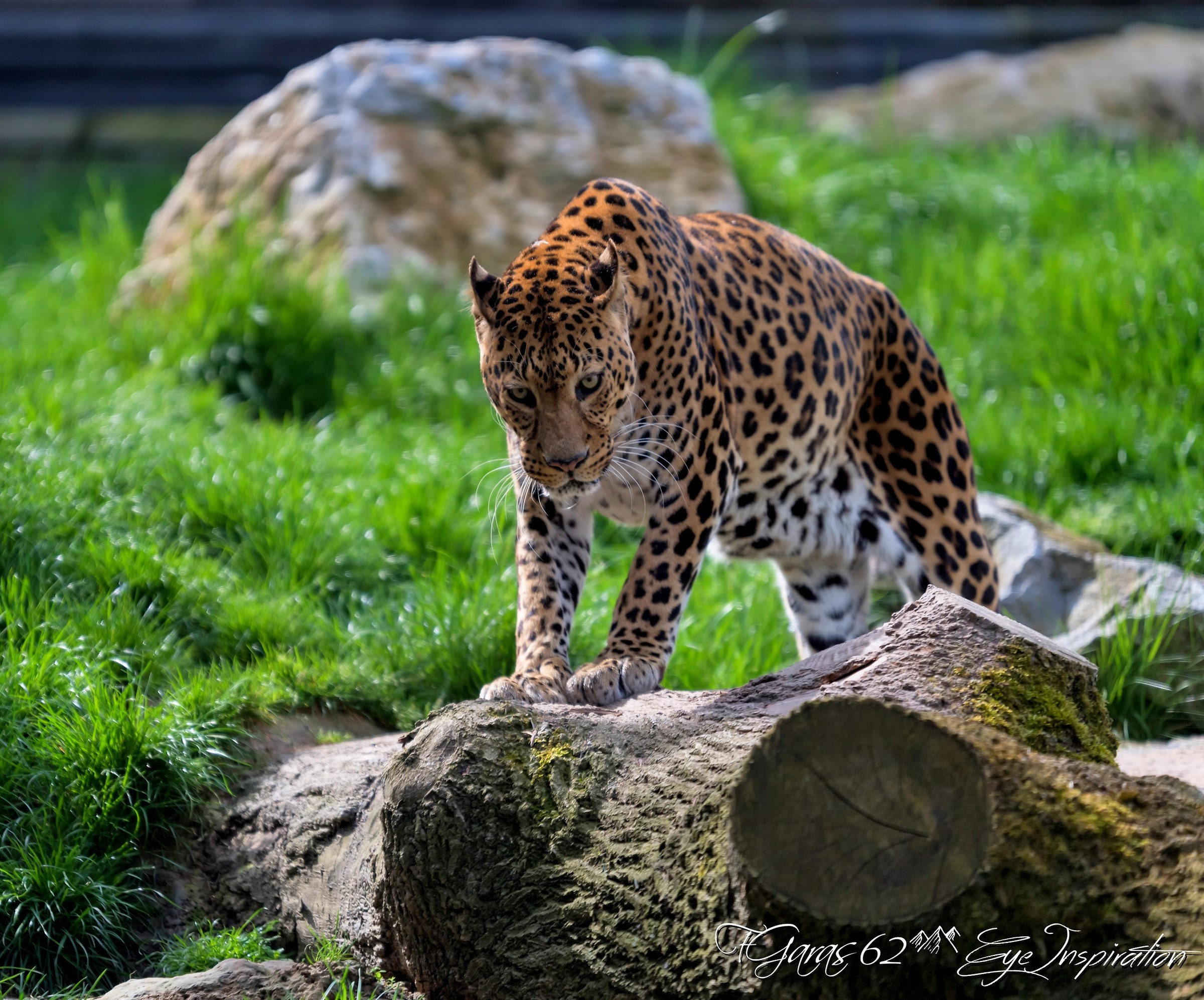 Le Leopard - Pairi daiza