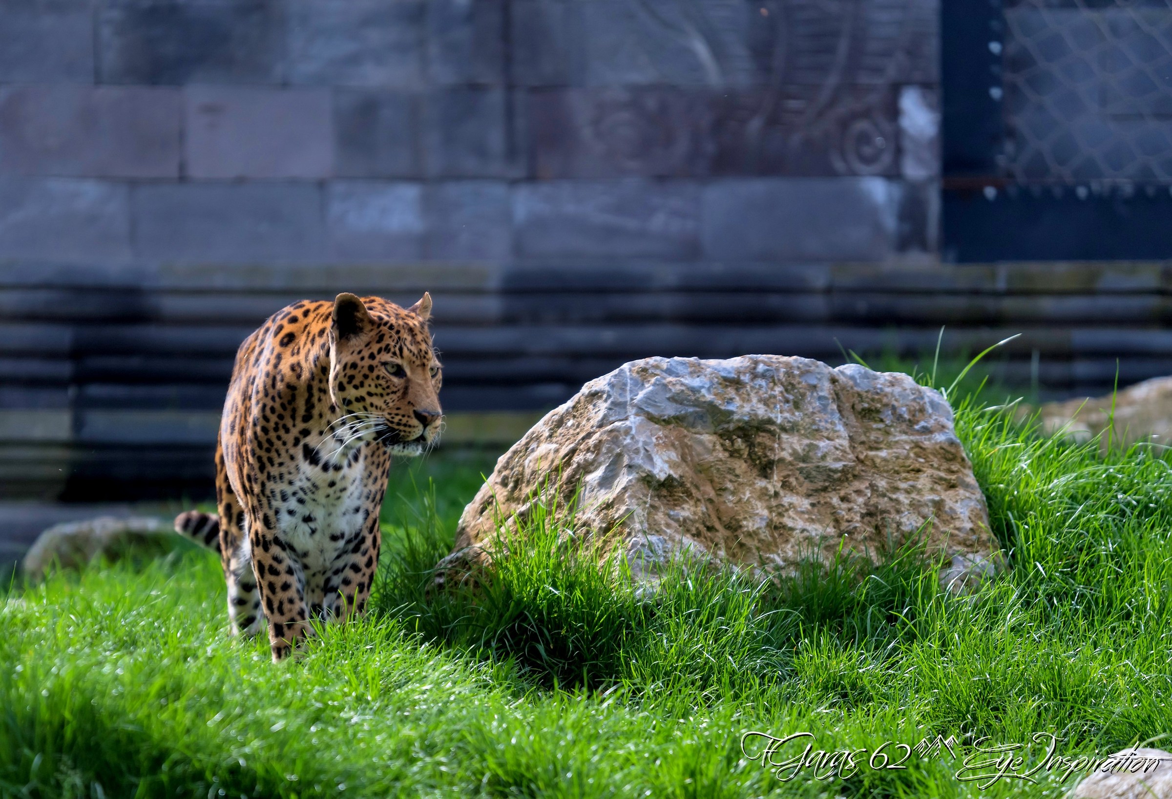 Le Leopard - Pairi daiza