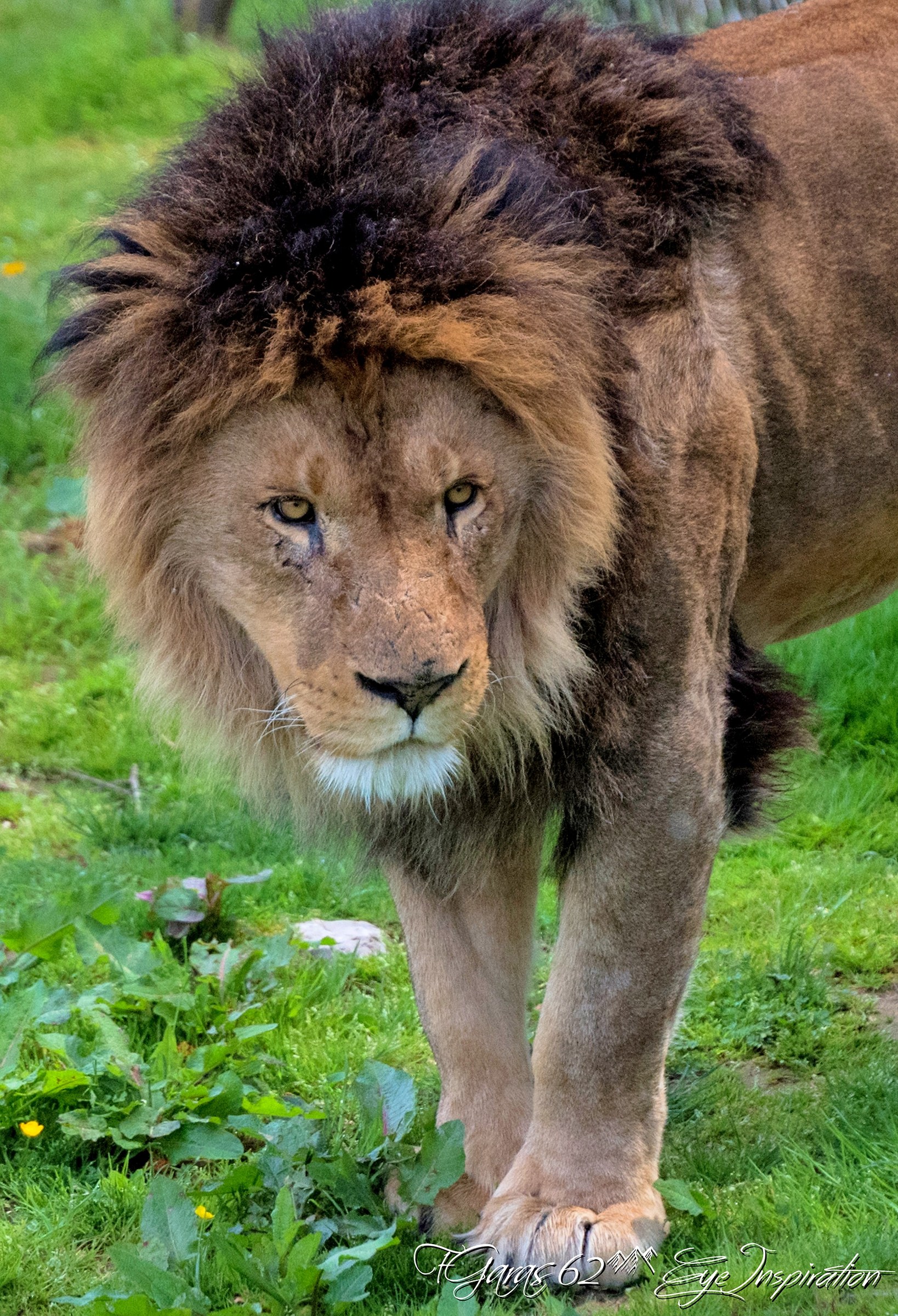 dany Le Lion - Pairi daiza