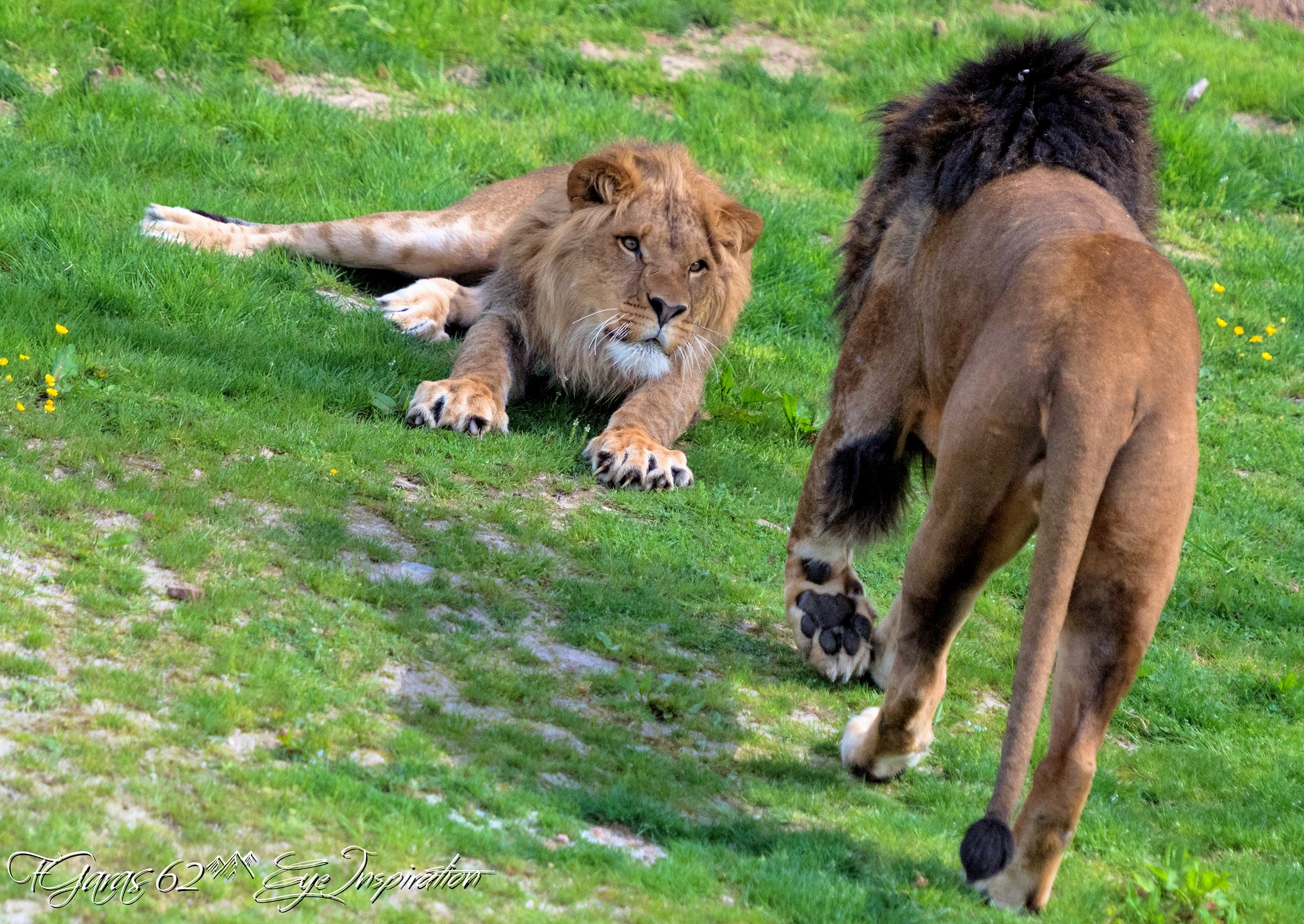 dany Le Lion - Pairi daiza