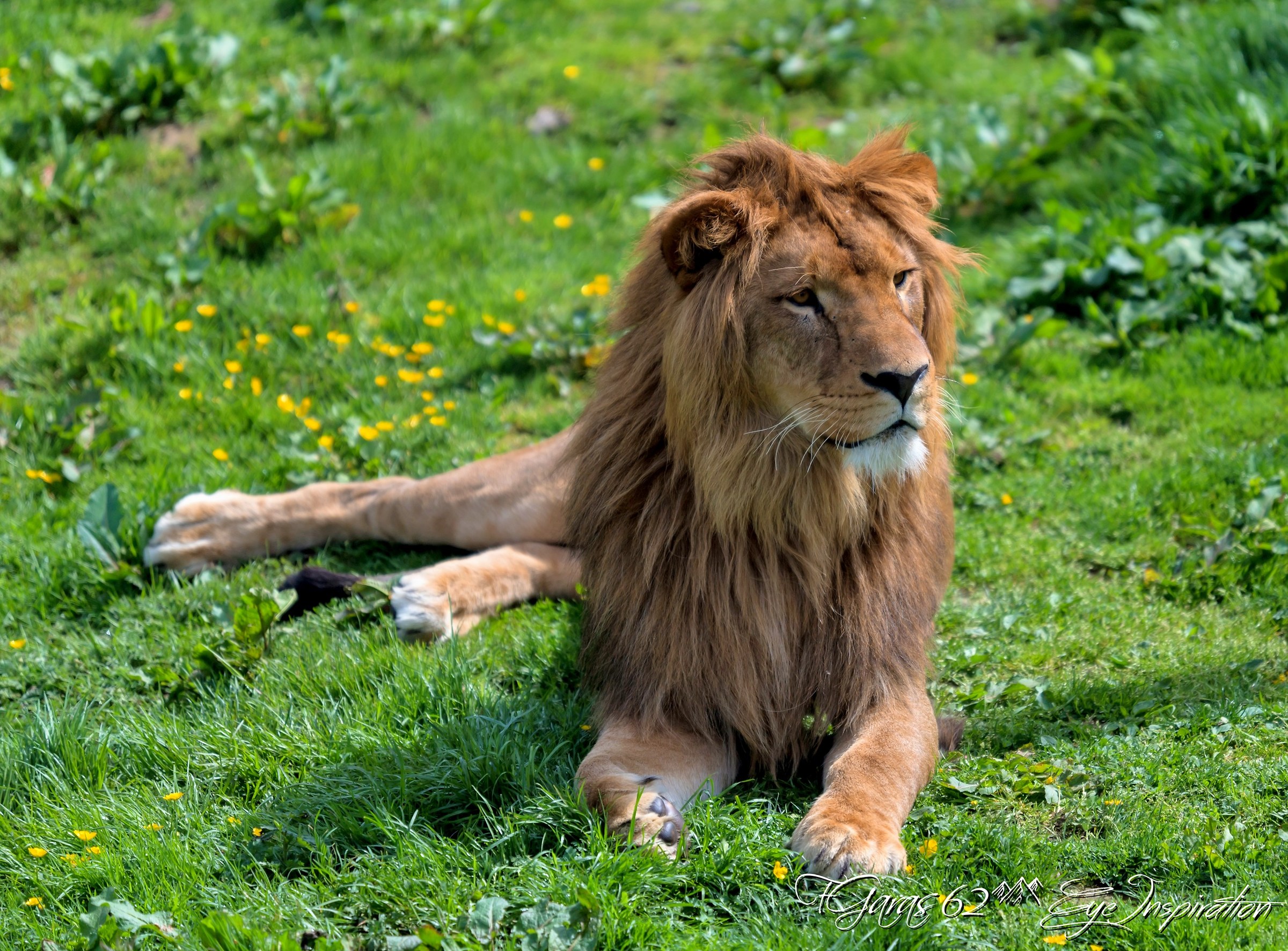 Le Lion - Pairi daiza