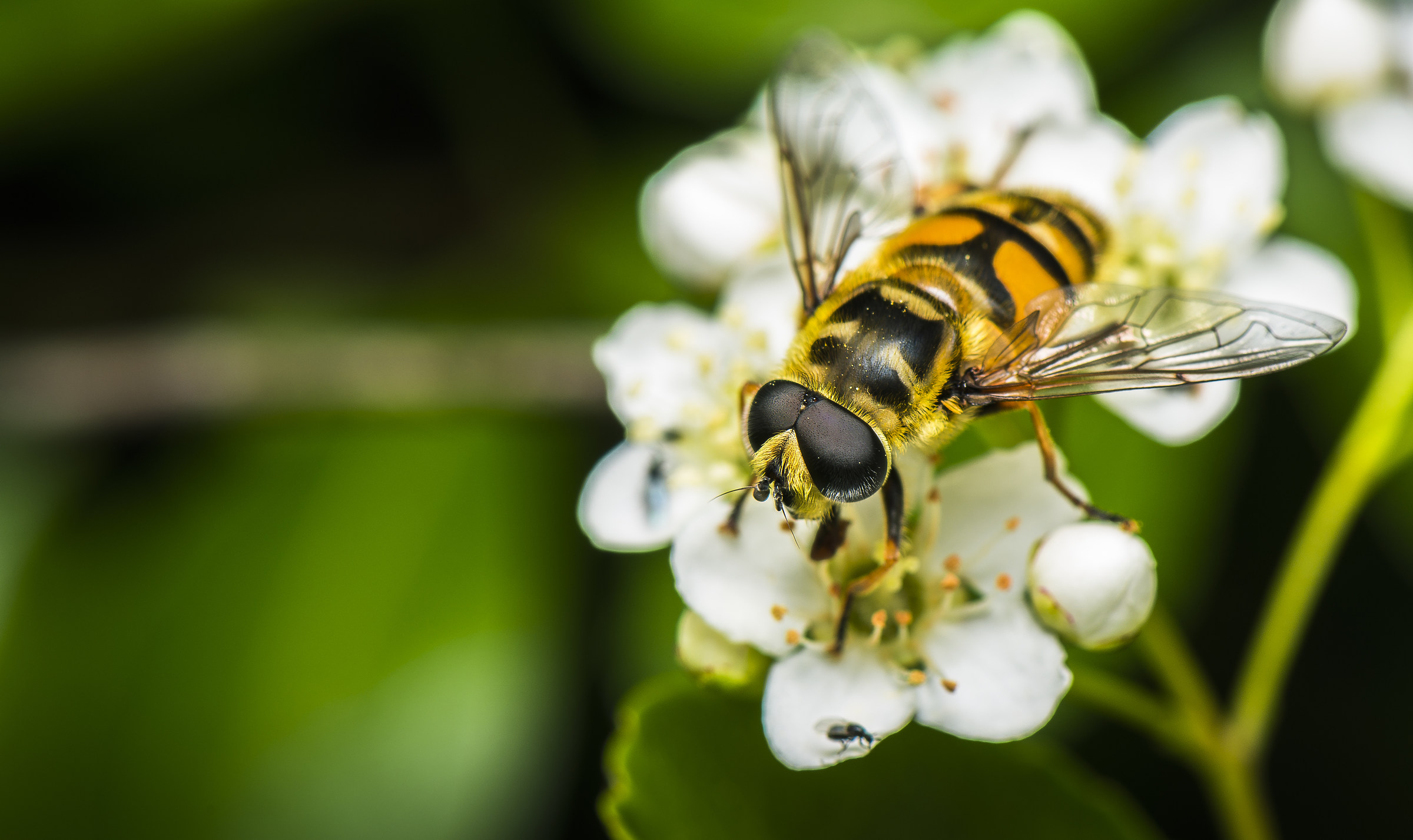 Insetti con i "Ray Ban"