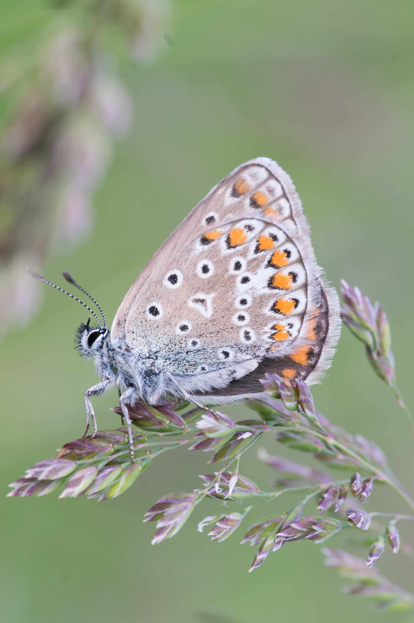 Icarus in the meadow