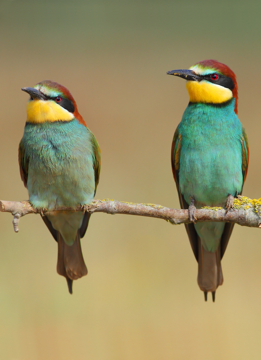 bee-eaters
