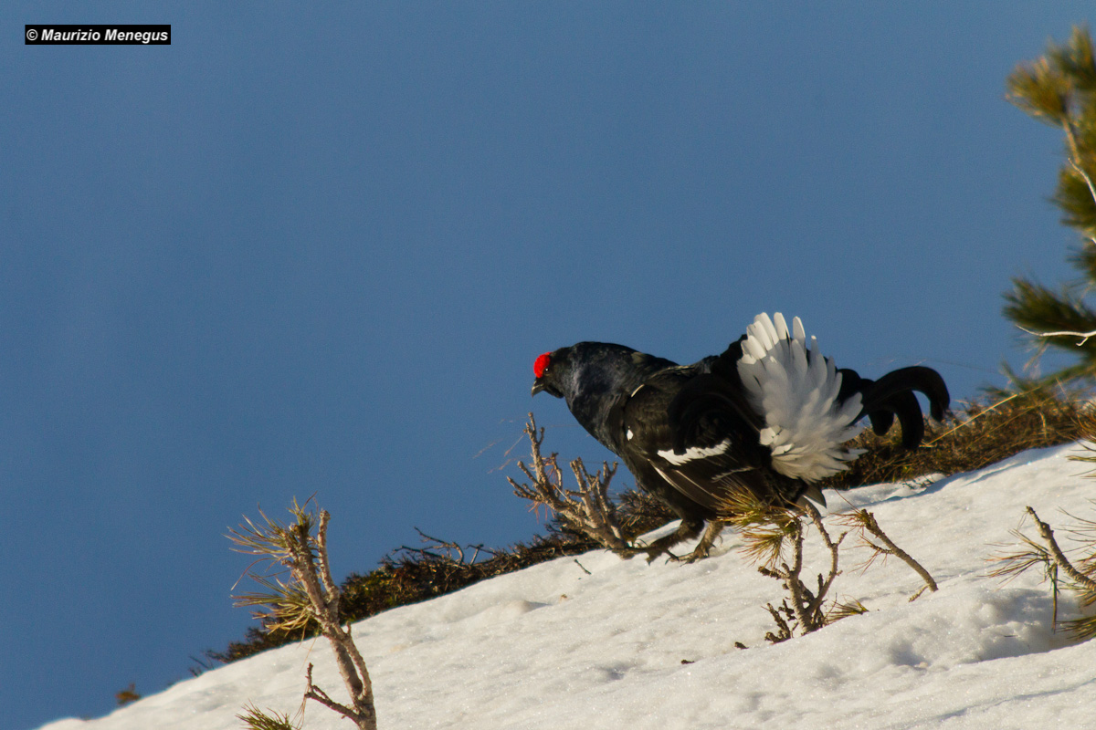 Gallo forcello 15 maggio 2016