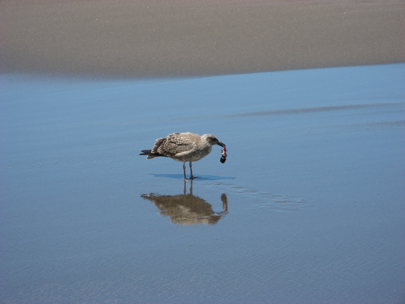 Uccello, Azzorre, Portogallo