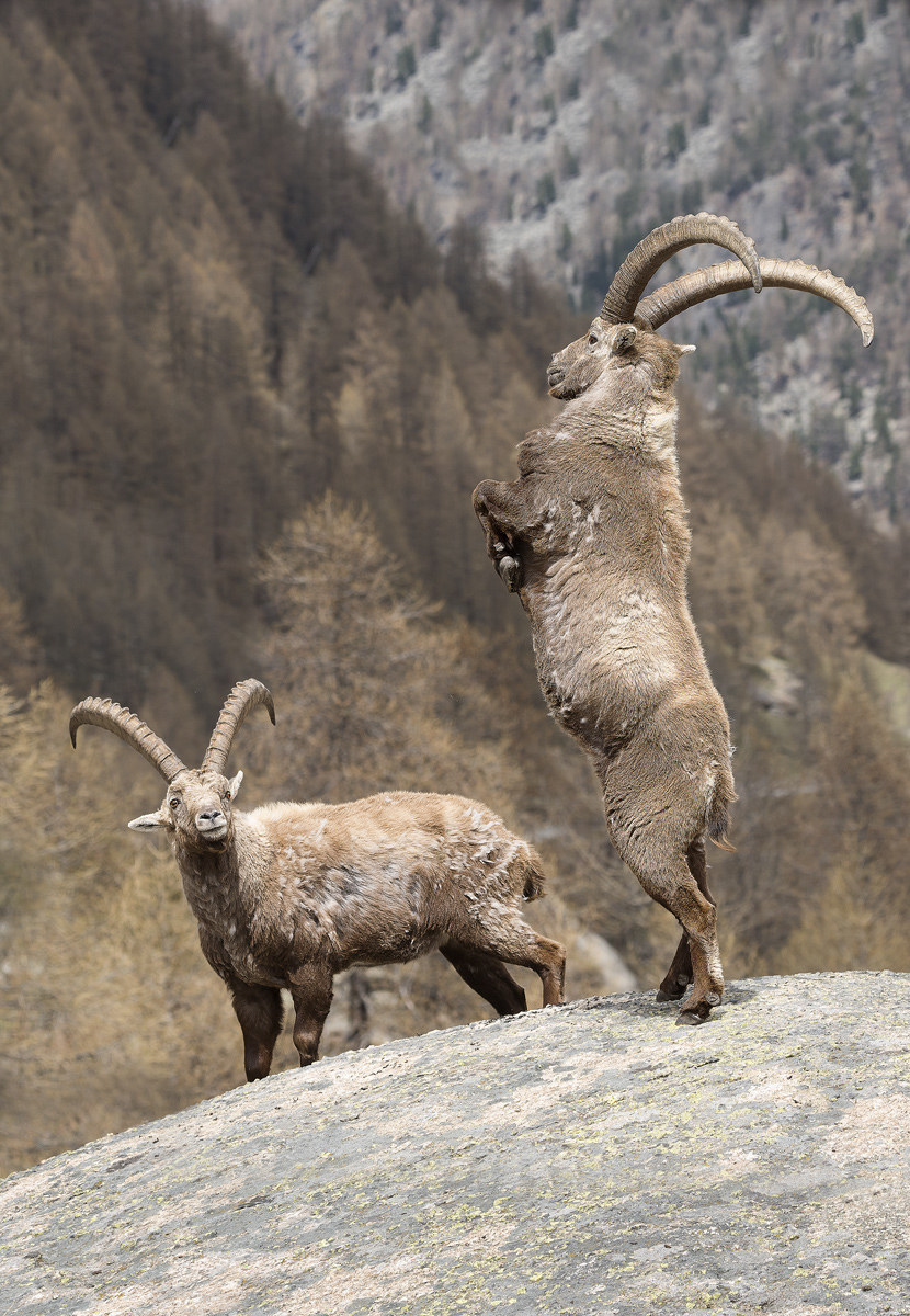 ibex