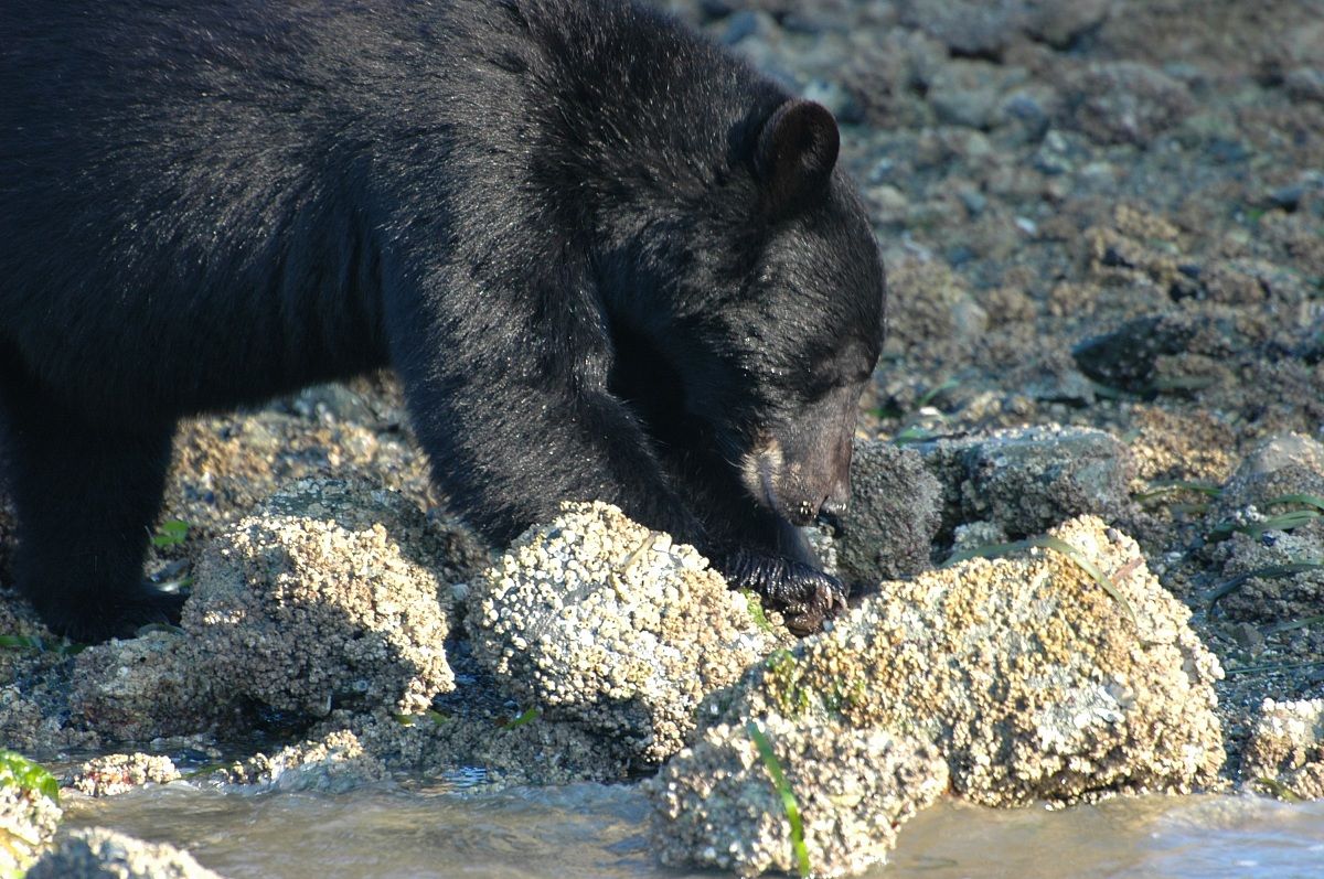 Orso, Isola di Vancouver, Canada