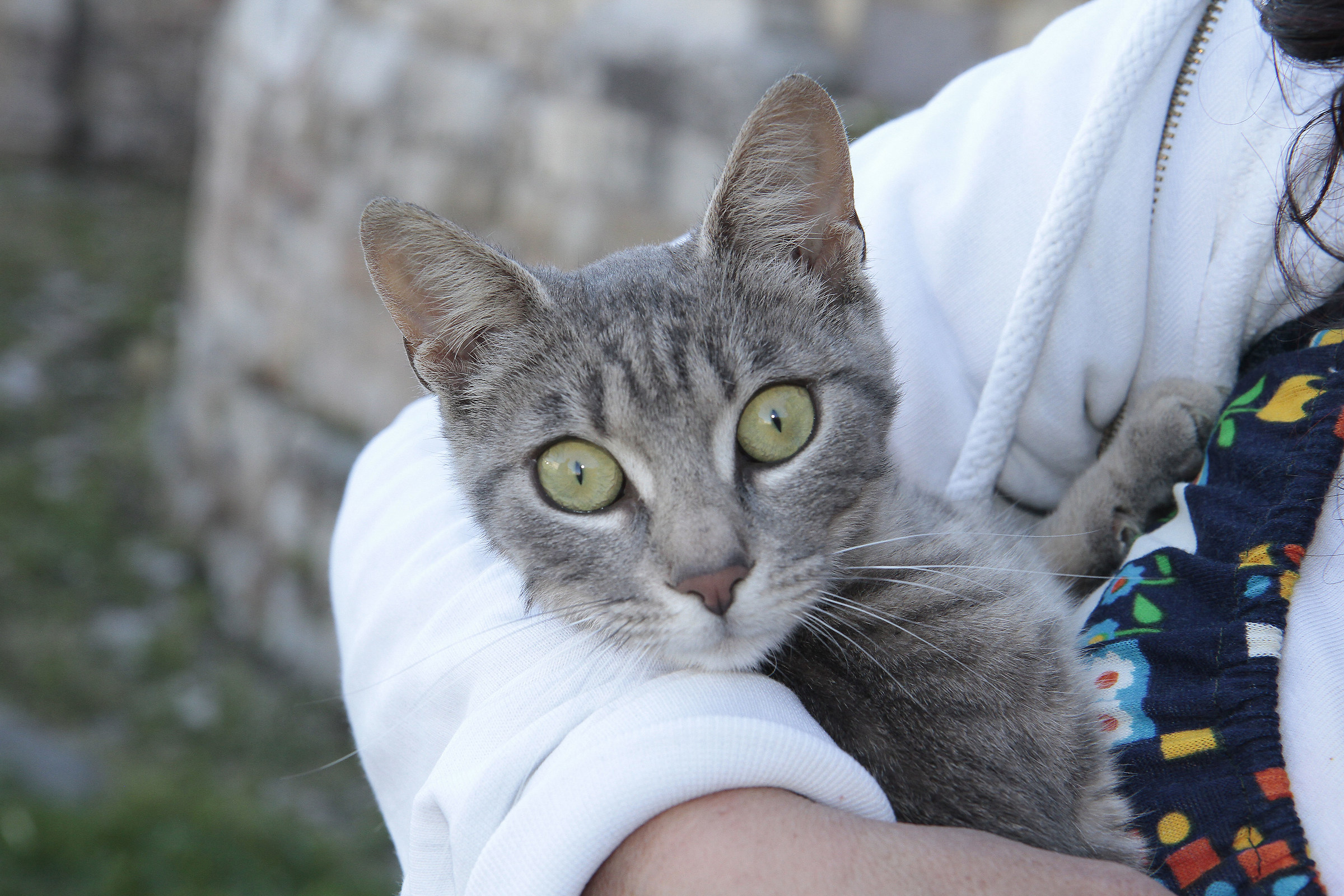 gray cat with green eyes