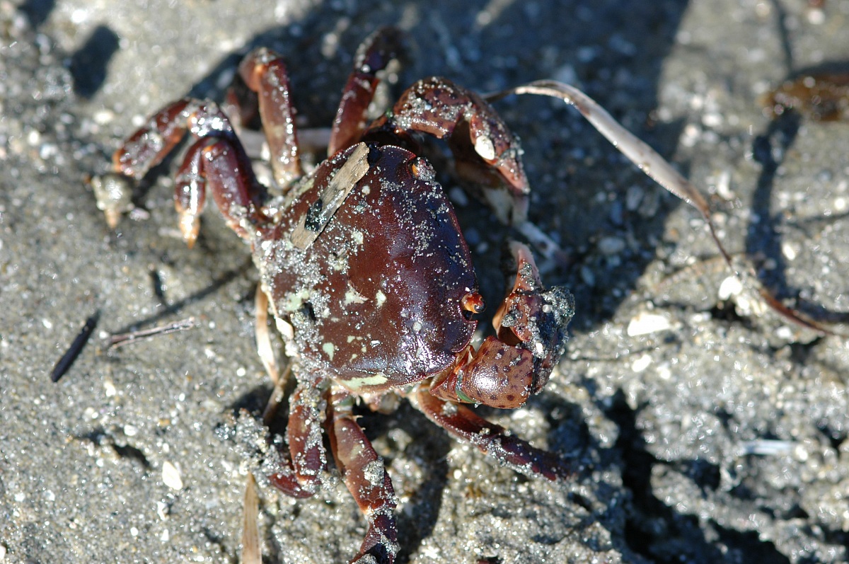 Granchio, Isola di Vancouver, Canada