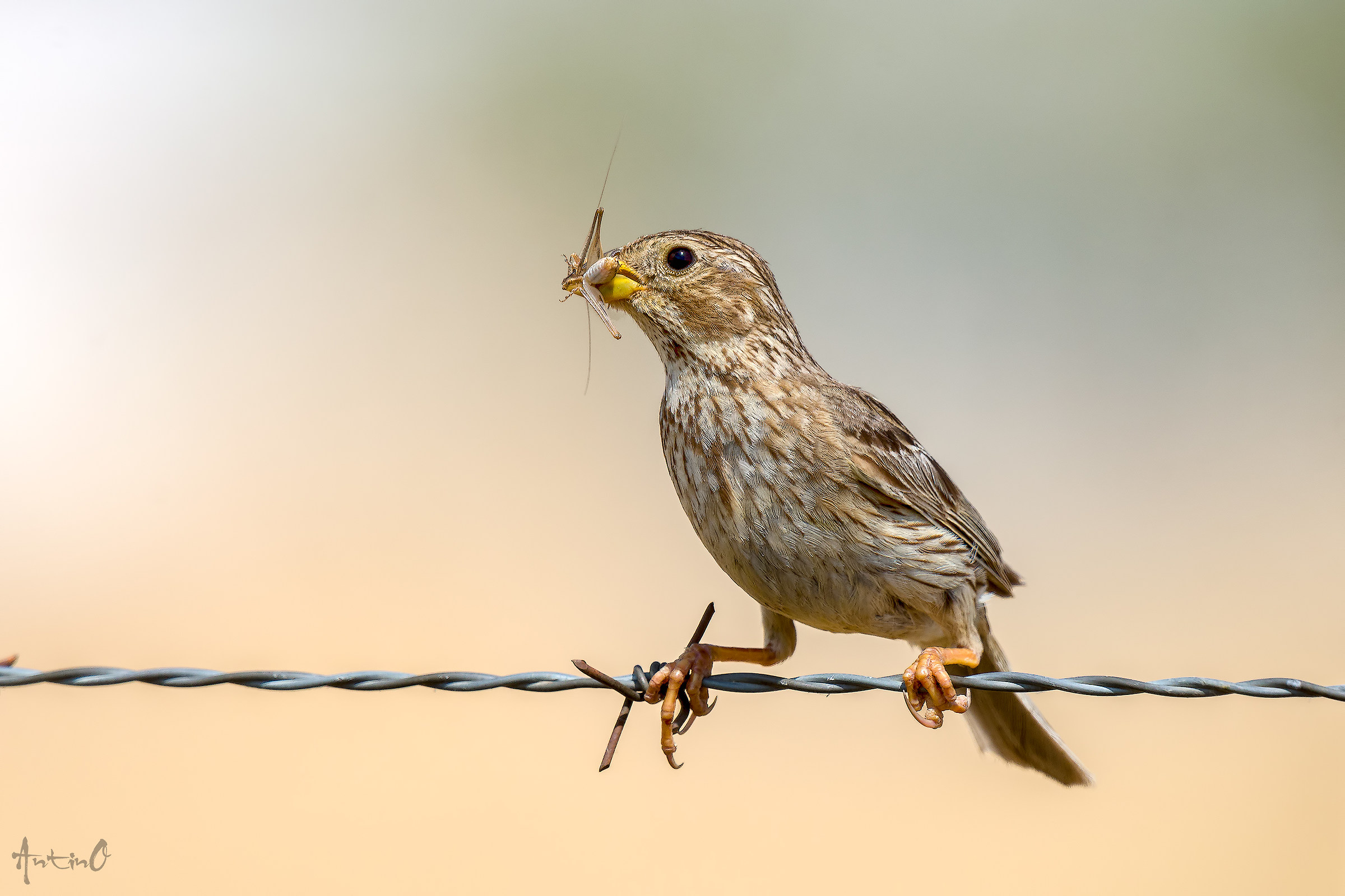 Corn bunting