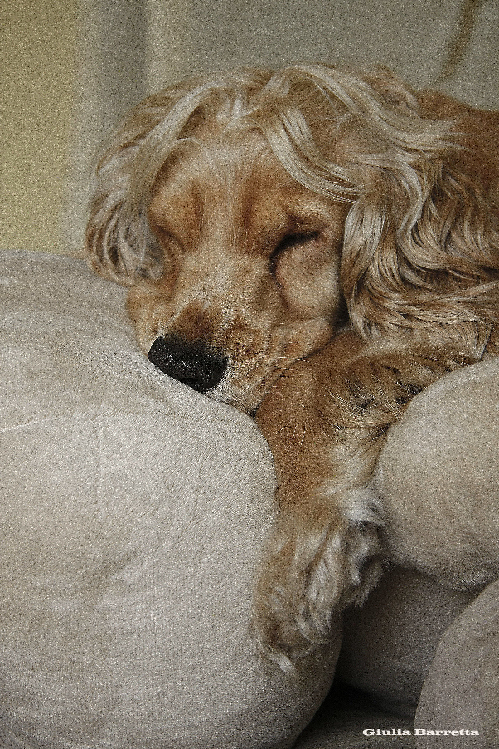 Eyre dozed off over the teddy bear