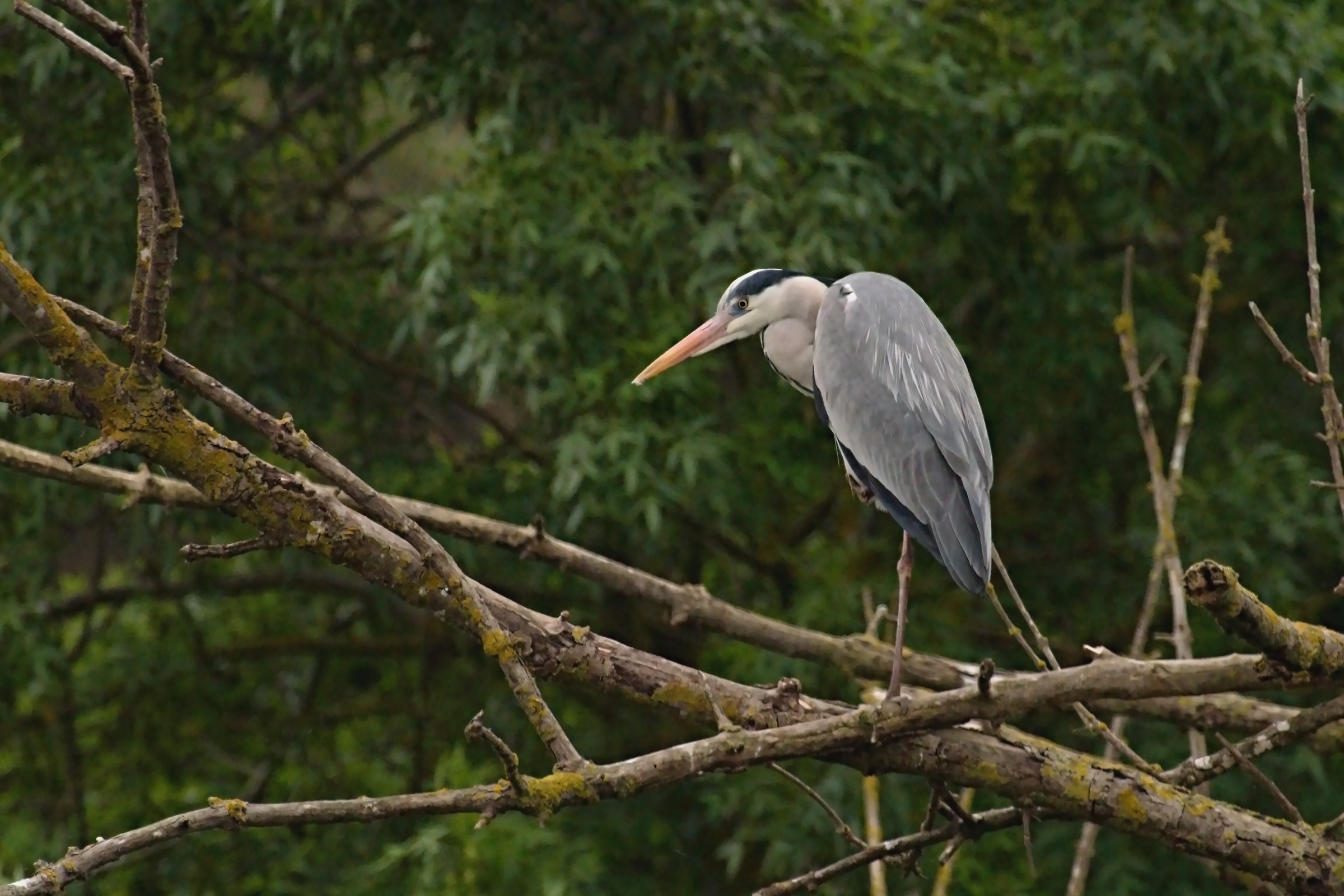 Grey Heron