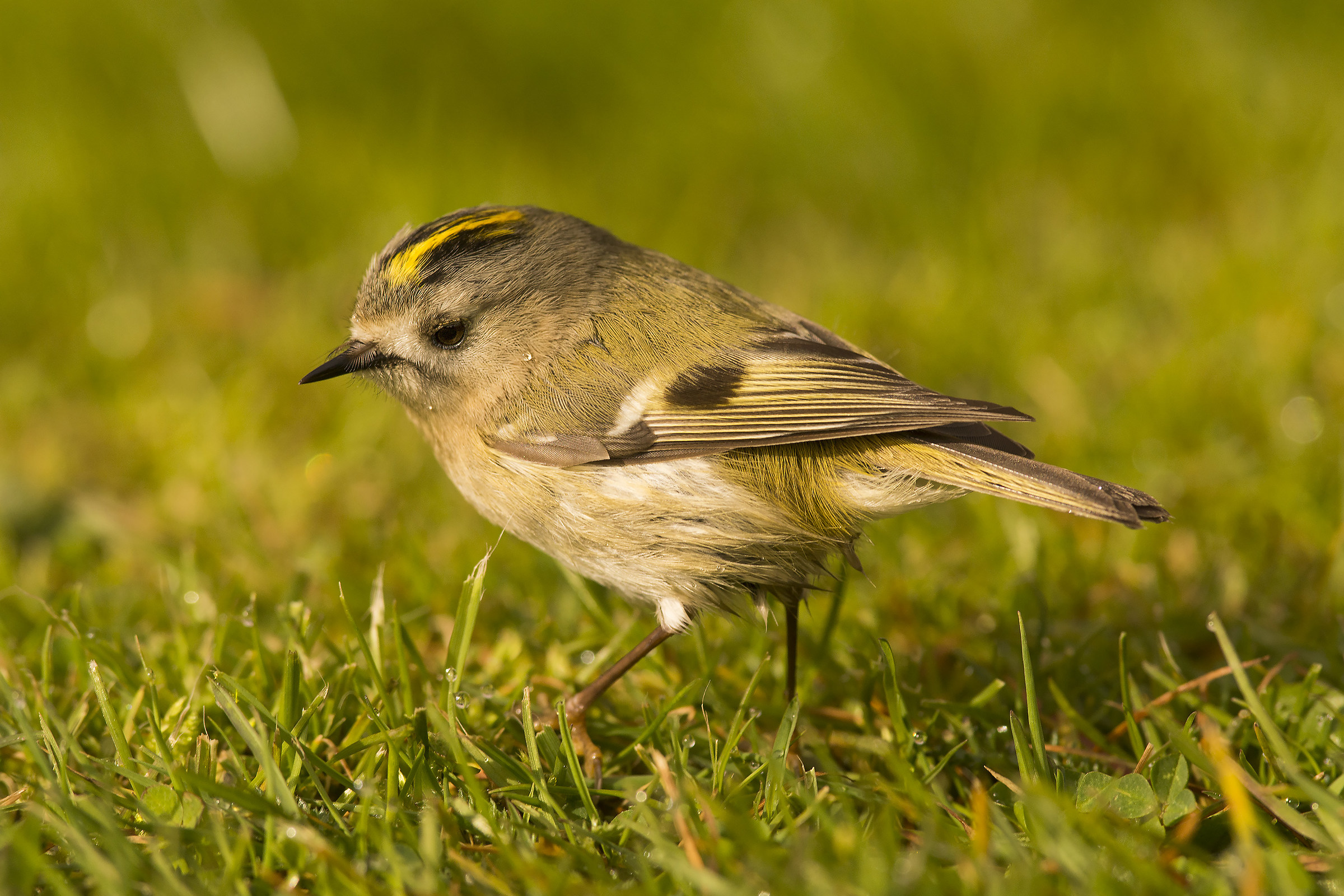 ...dopo la pioggia...