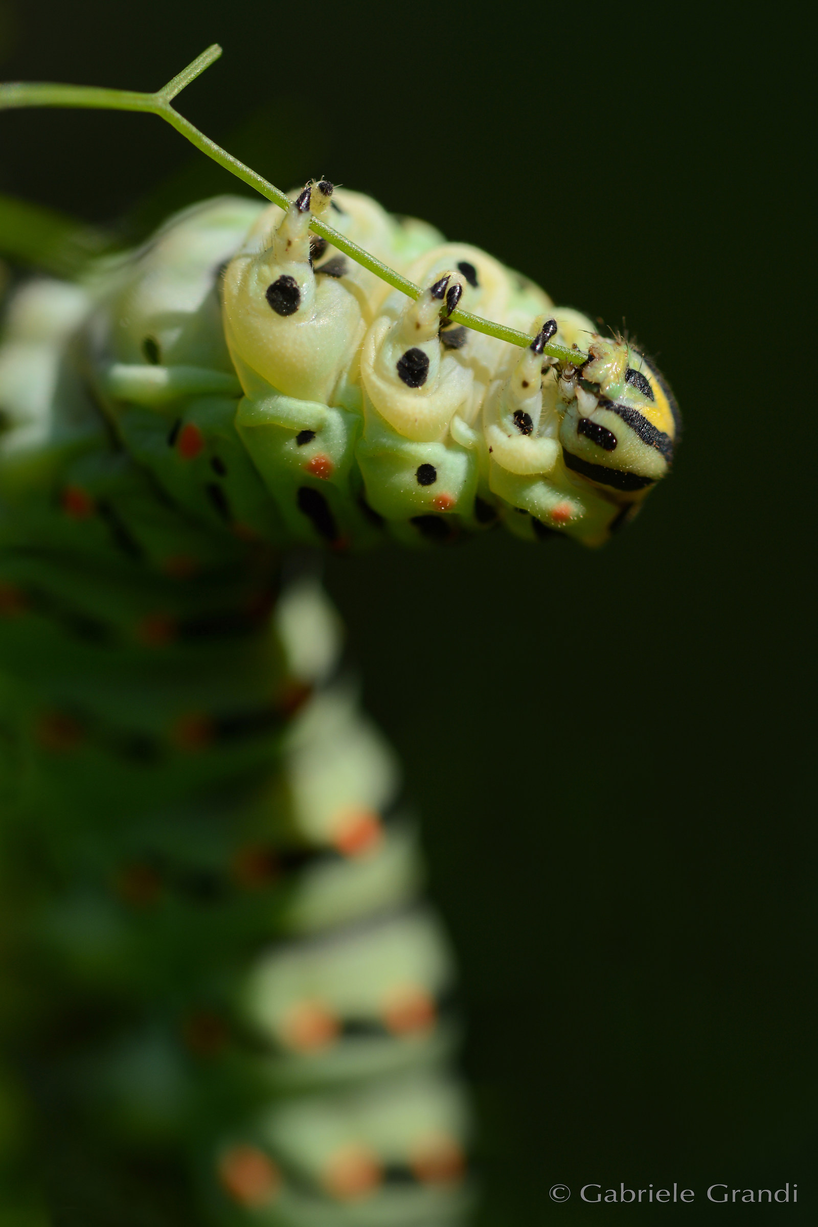 Fennel, and hast caused mo te magno .. !!