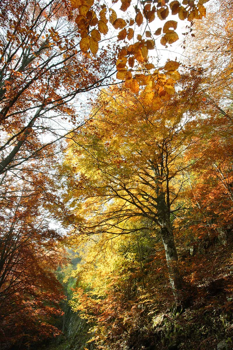 Beech trees in autumn