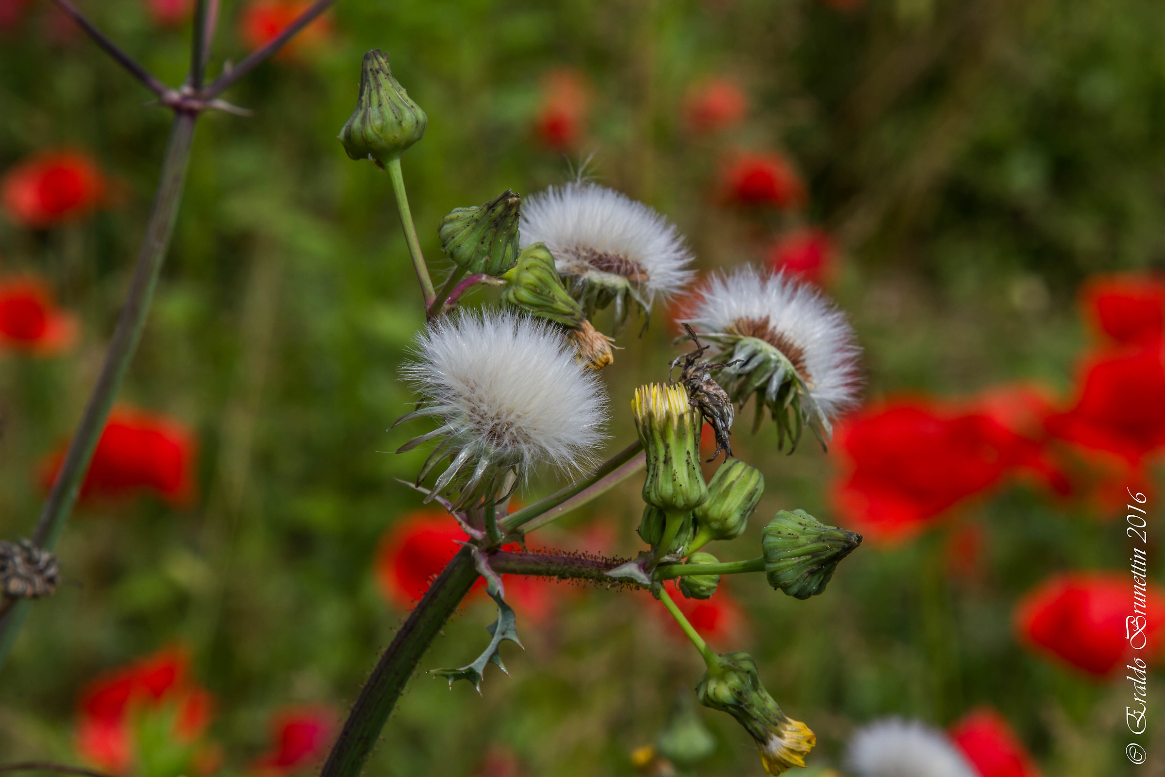 Coltsfoot on poppies