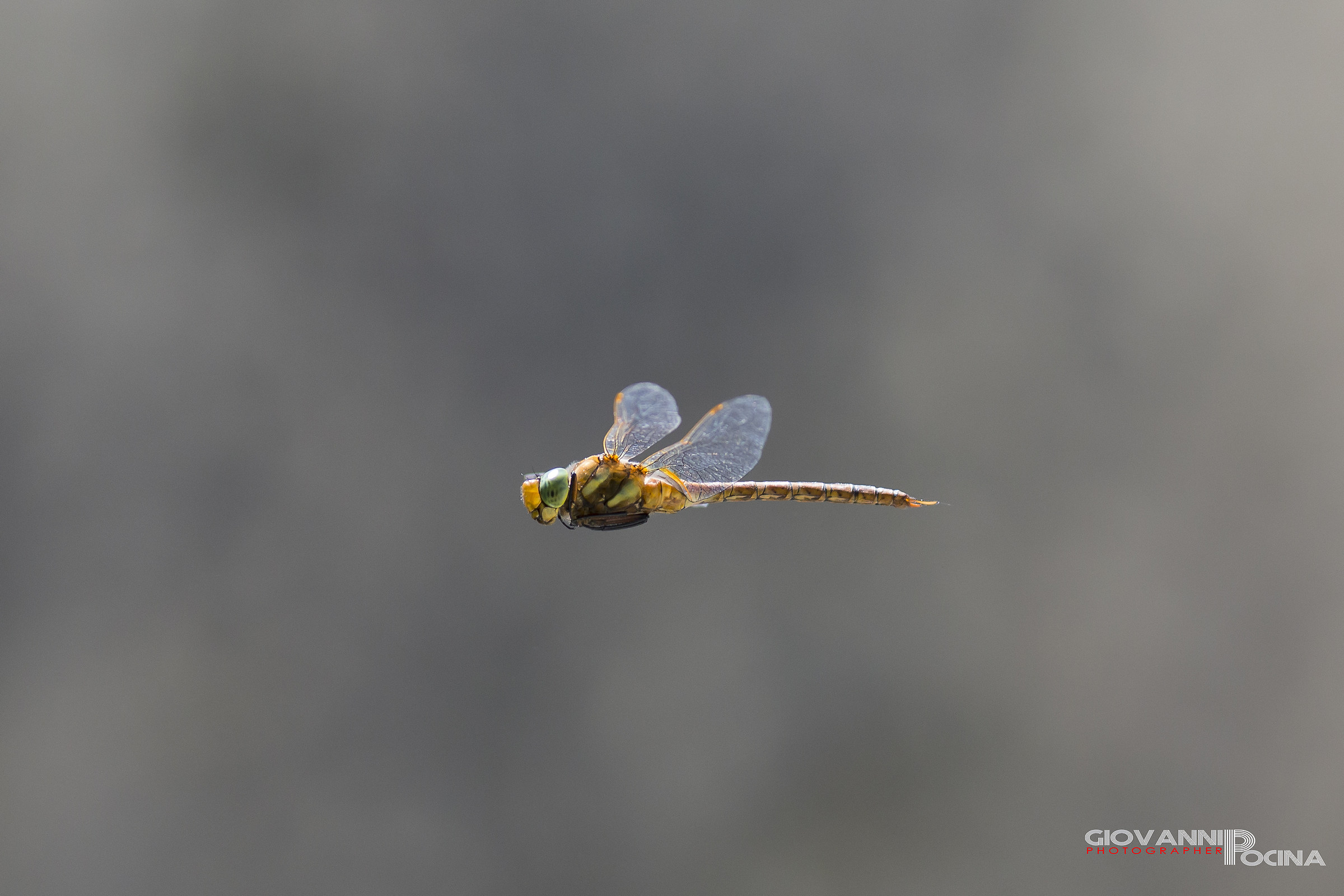 Dragonfly