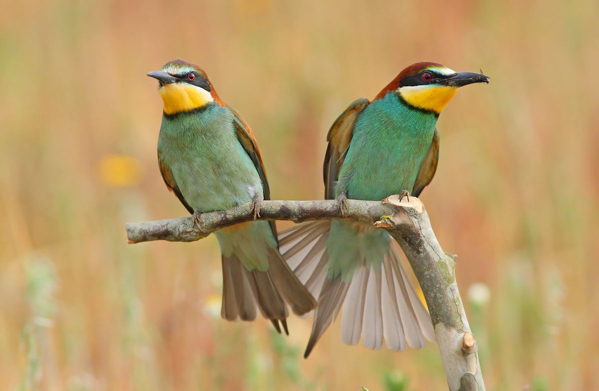 bee-eaters
