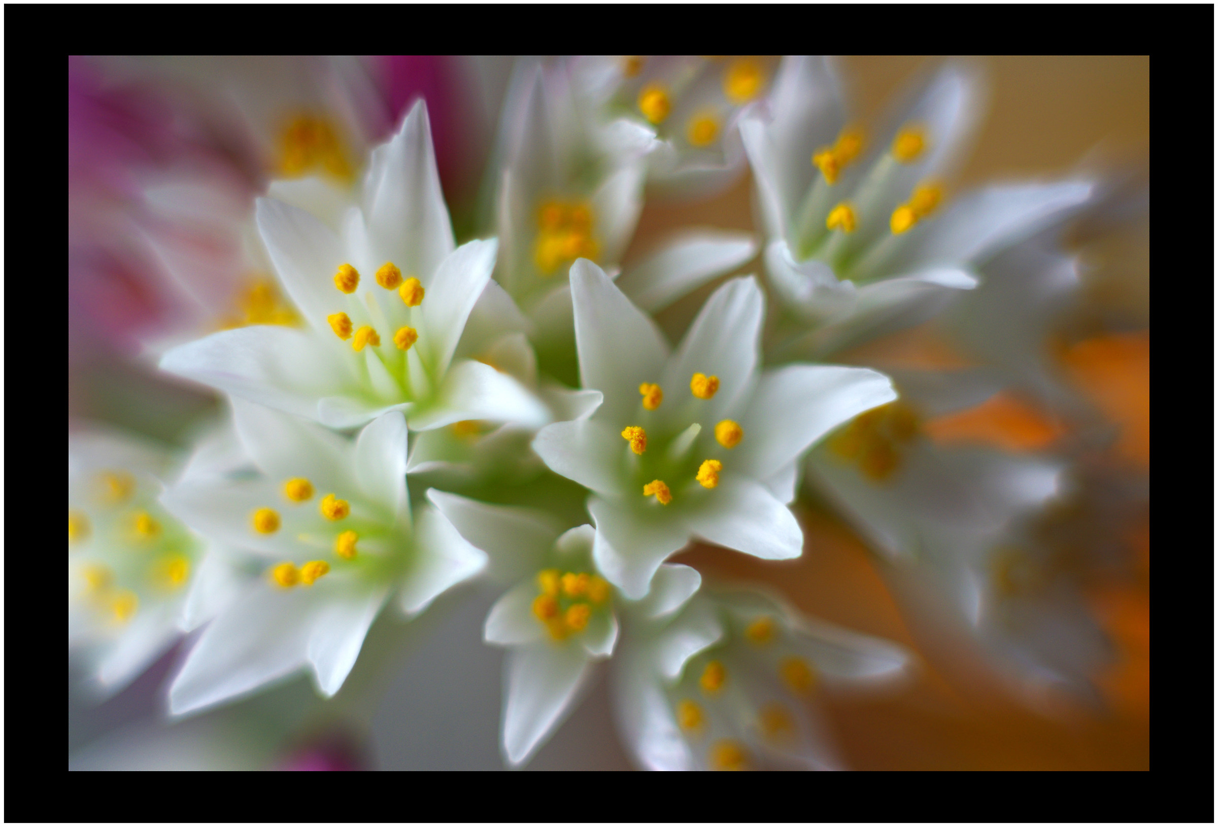 Try A Pentax 50 with extension tubes